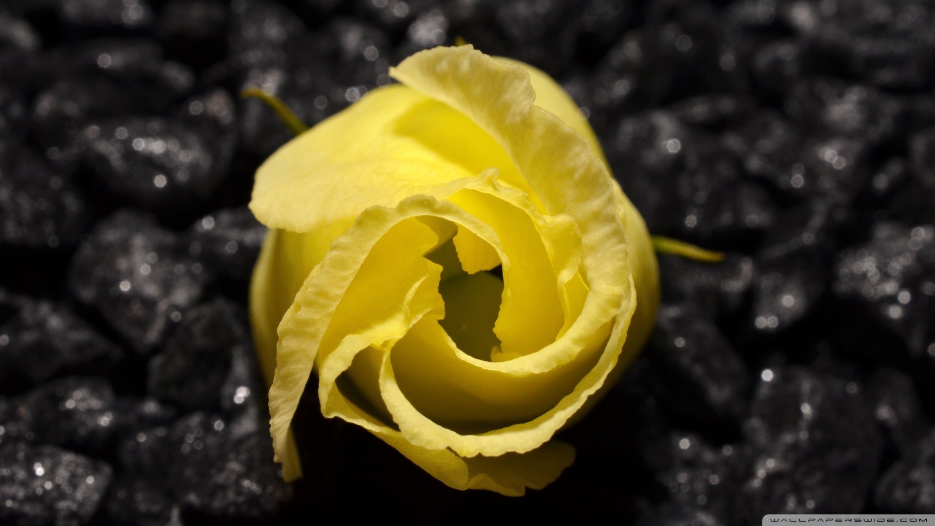 Black and Yellow HD Wallpaper (65+ images)