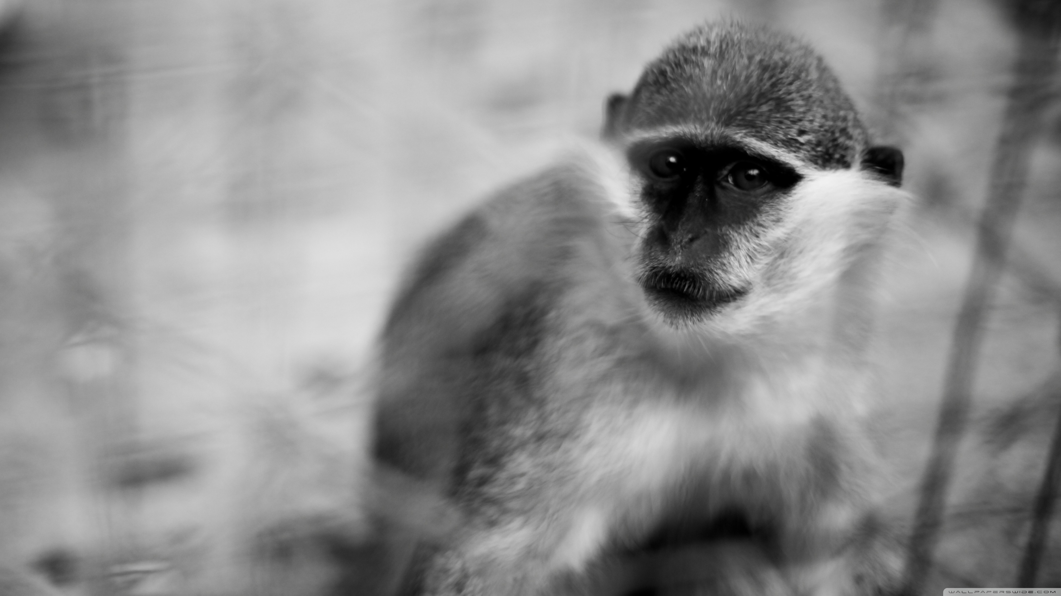 Monkey HD Wallpaper (58+ images)