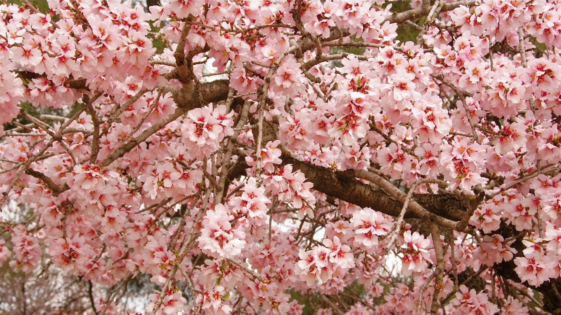 Japanese Cherry Blossom Wallpaper 1920x1080 (59+ images)