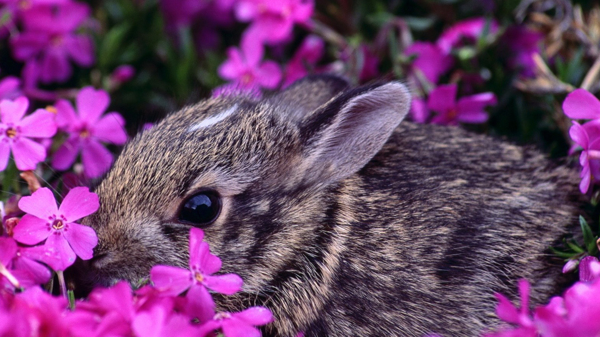 Springtime Animals and Flowers Wallpaper (67+ images)