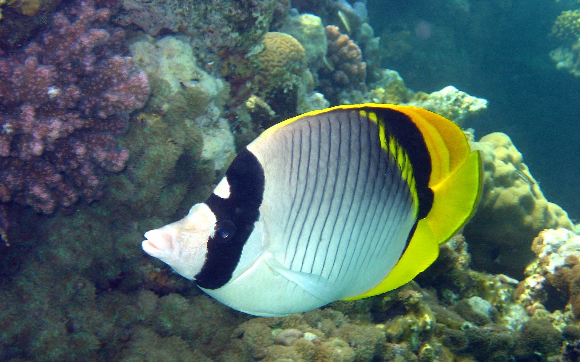 Saltwater Fish Wallpaper (58+ images)