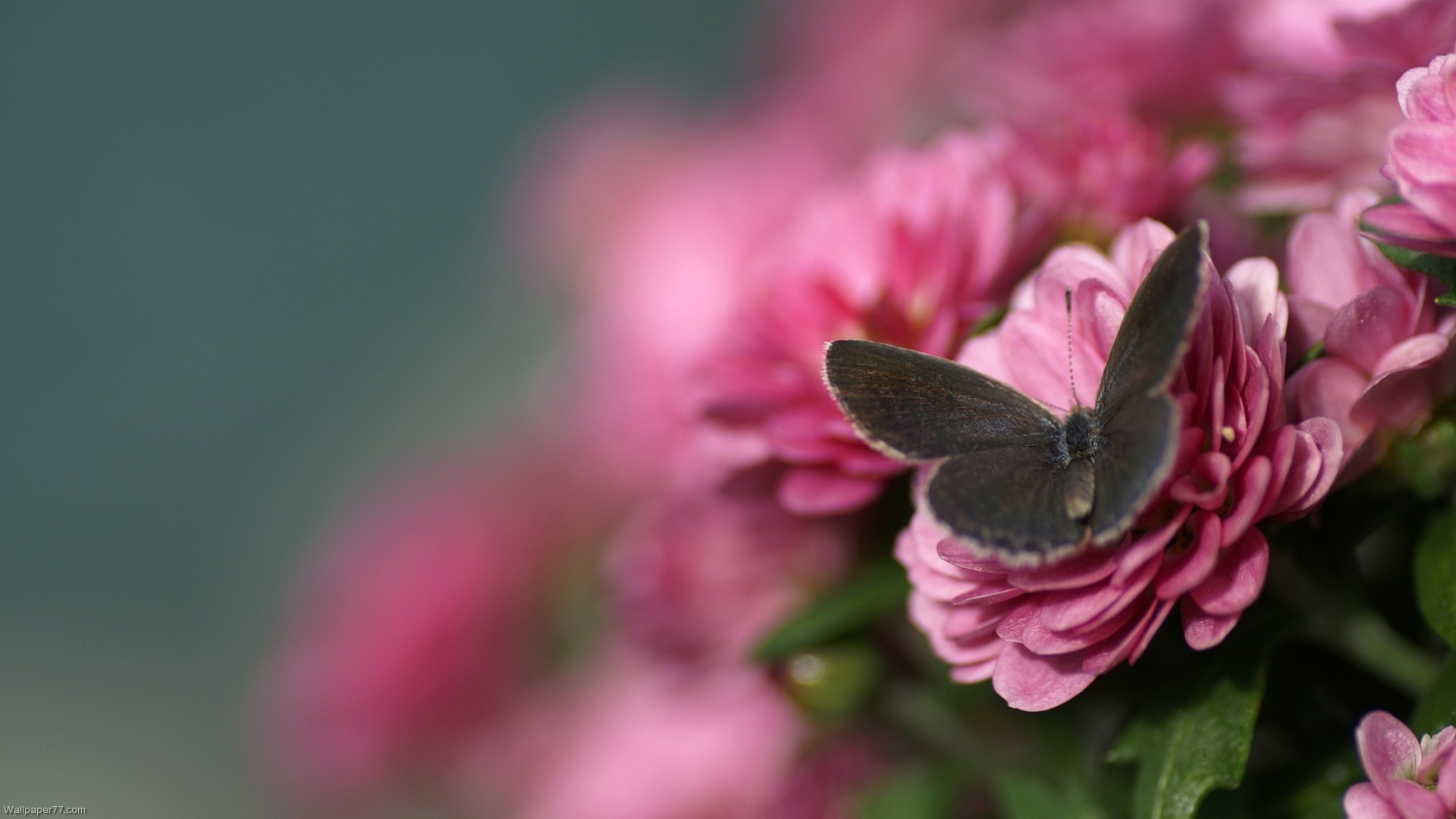 Beautiful Butterflies and Flowers Wallpapers (56+ images)