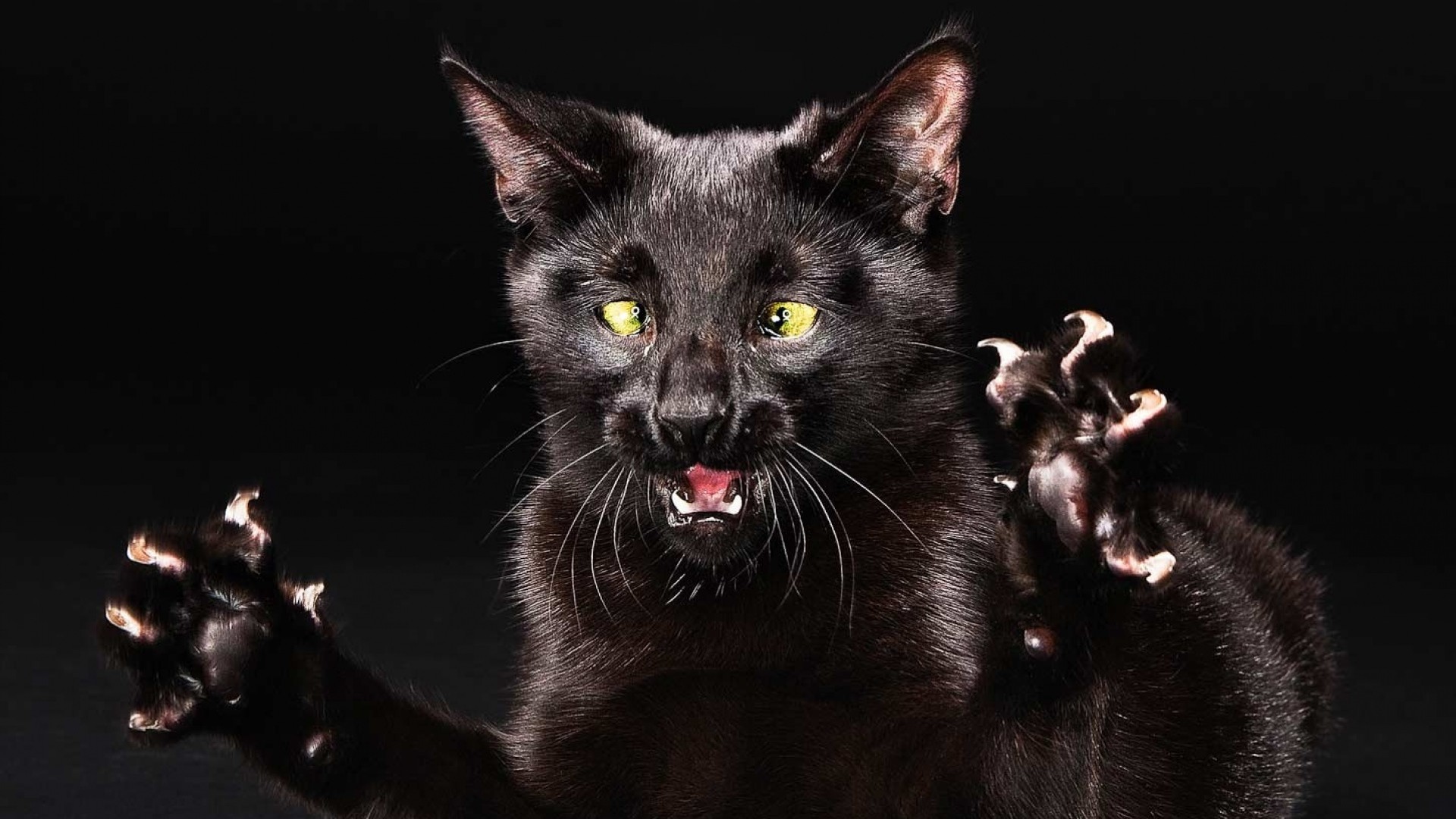 Funny Cat Christmas Wallpaper (55+ images)