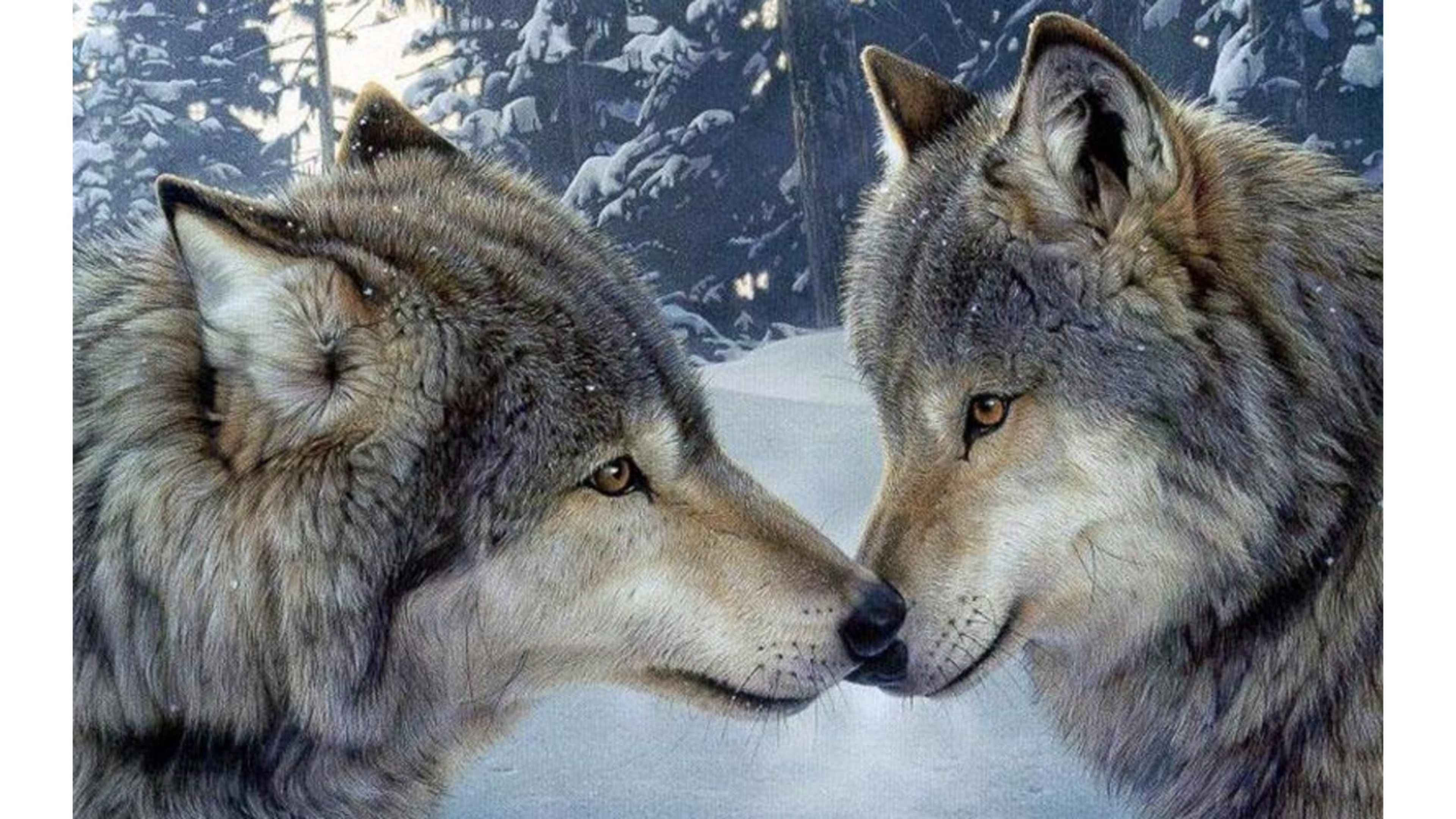 Wolves in Love Wallpapers (53+ images)