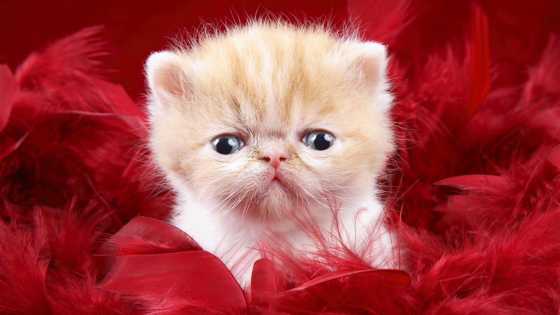 Baby Cat Wallpaper (59+ images)