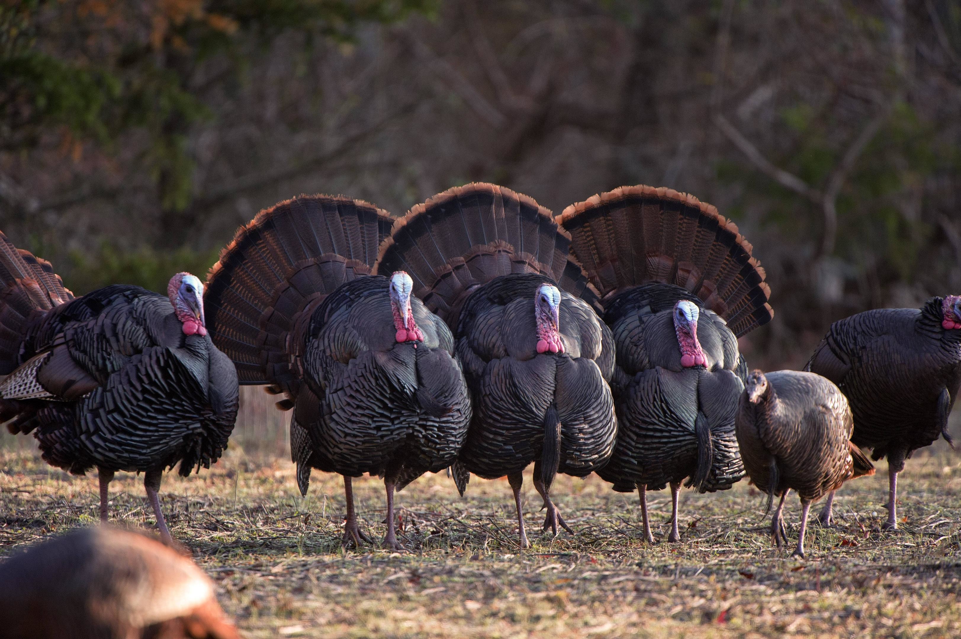 Eastern Wild Turkey Wallpaper (59+ images)