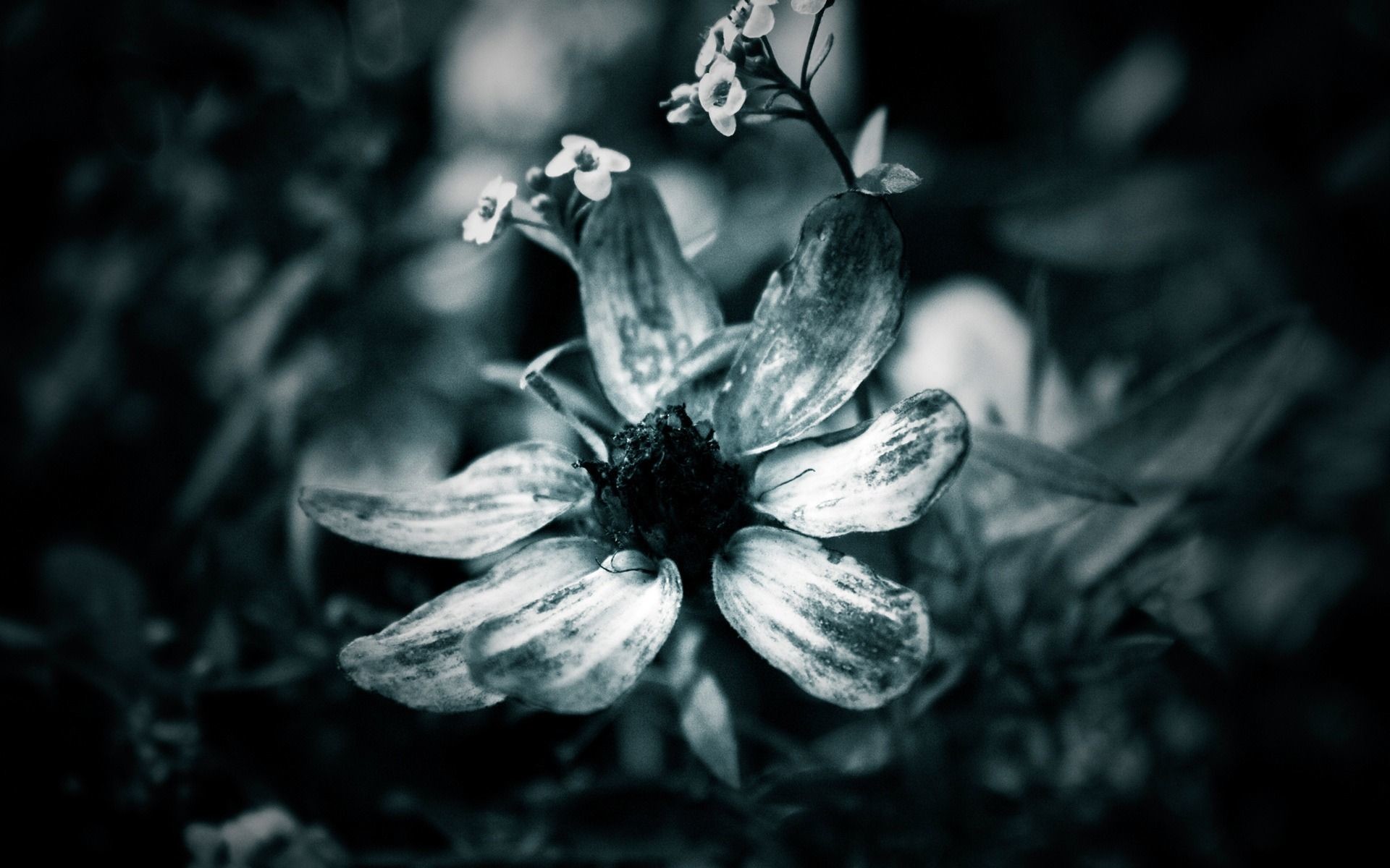Black And White Flower Wallpaper (56+ images)