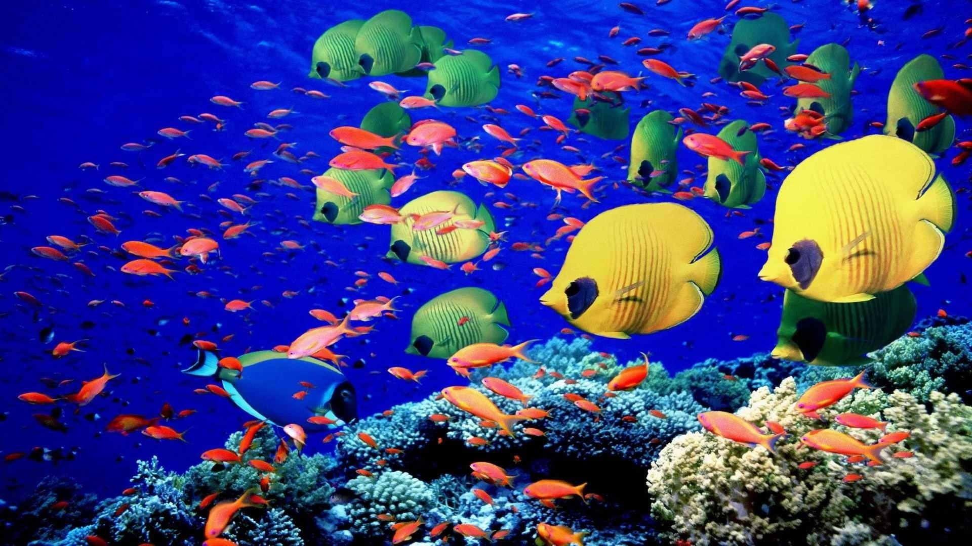 Coral Reef Wallpaper HD (65+ images)