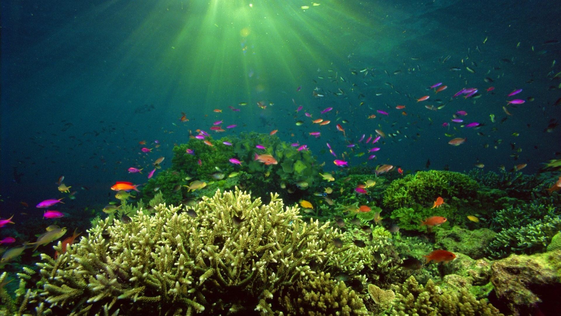 Coral Reef Live Wallpaper (59+ images)