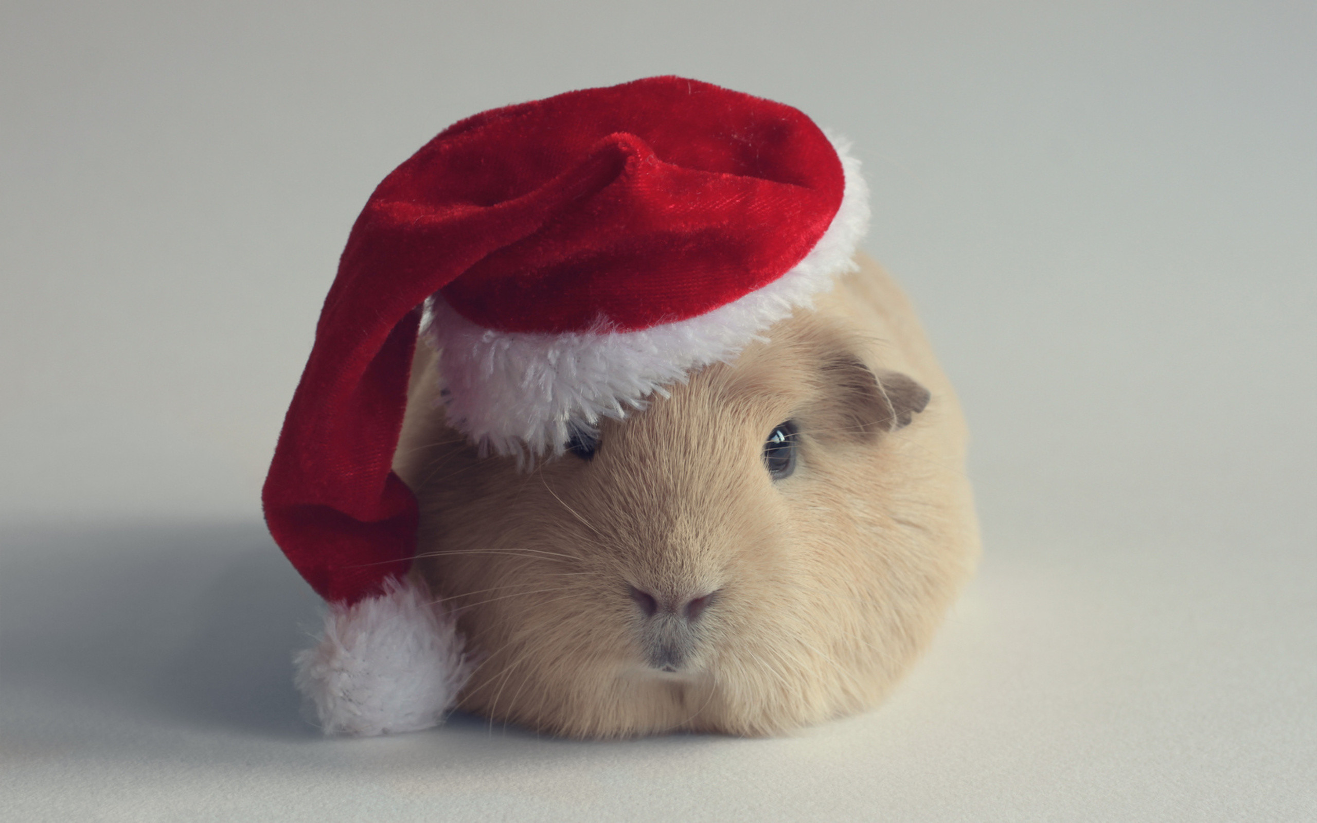 Christmas Guinea Pig Wallpaper (70+ images)