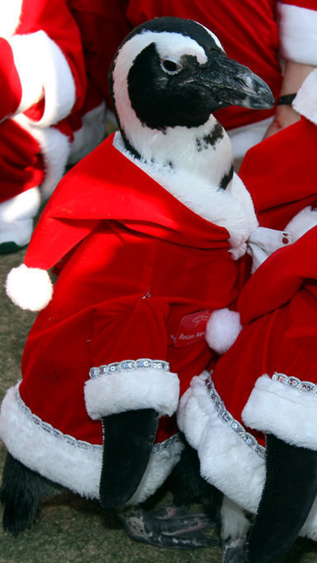 Christmas Penguin Wallpaper (68+ images)