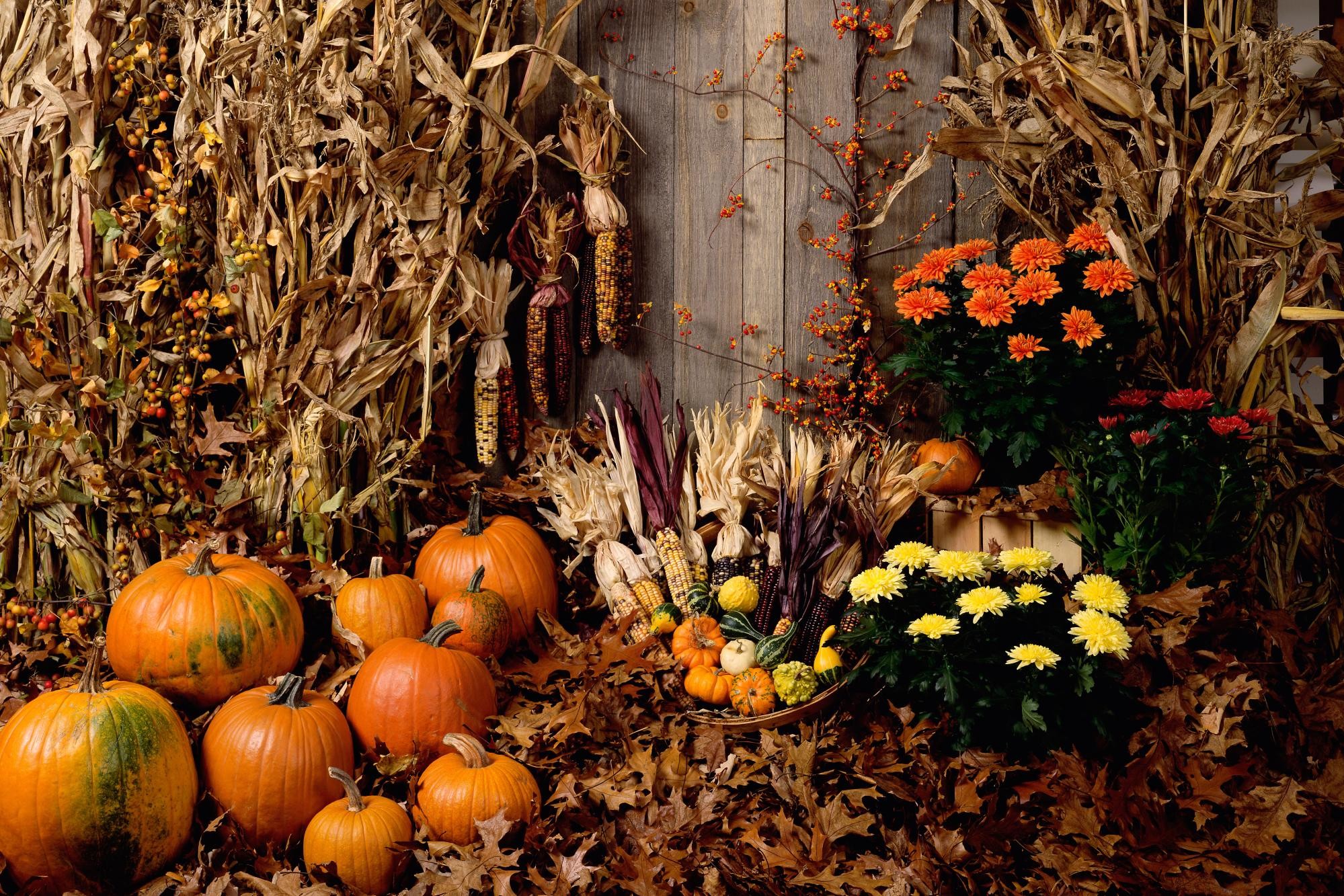 12,737 Fall Background With Pumpkins Premium High Res Photos