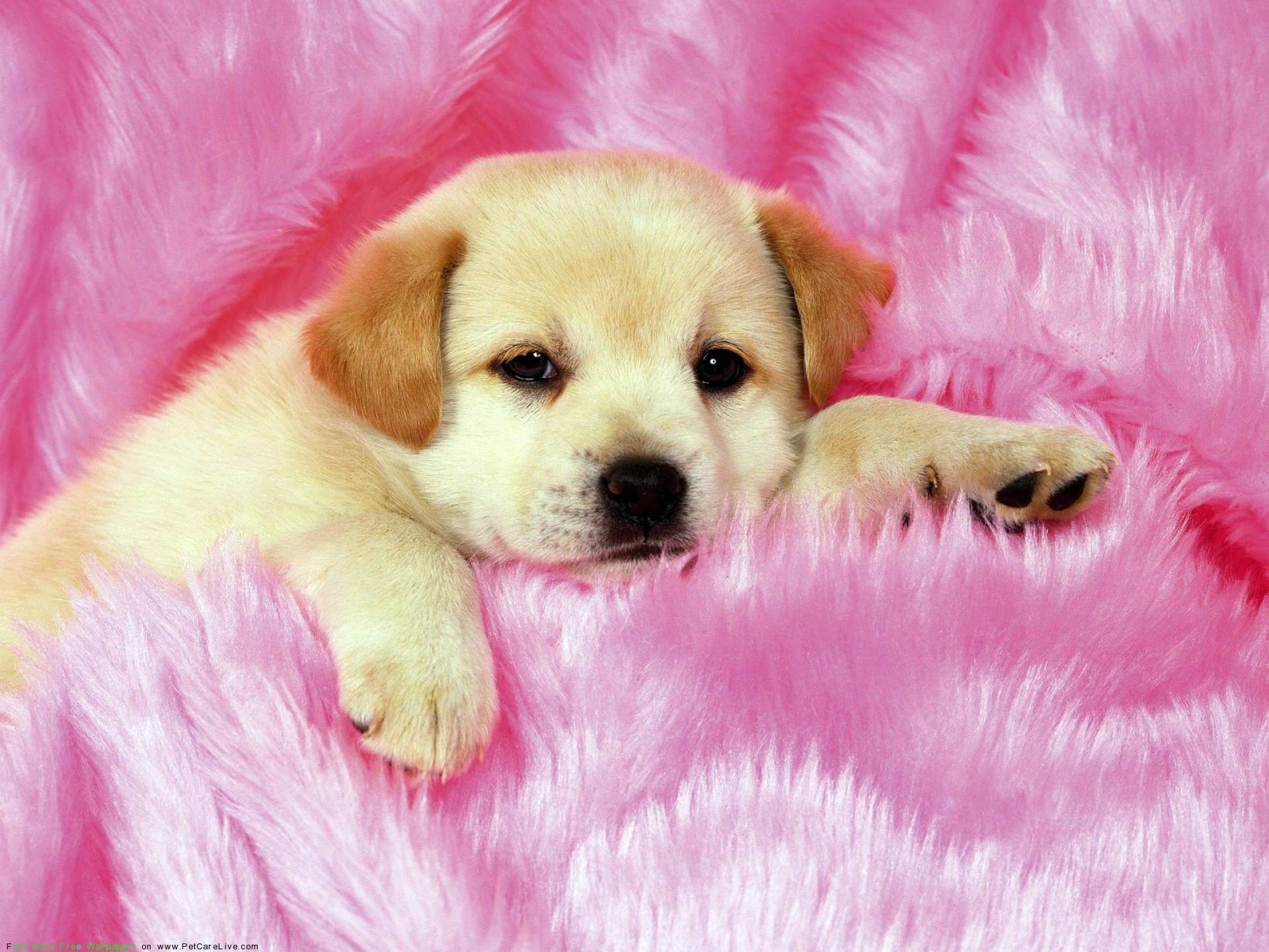 Teacup Puppies Wallpaper (44+ images)