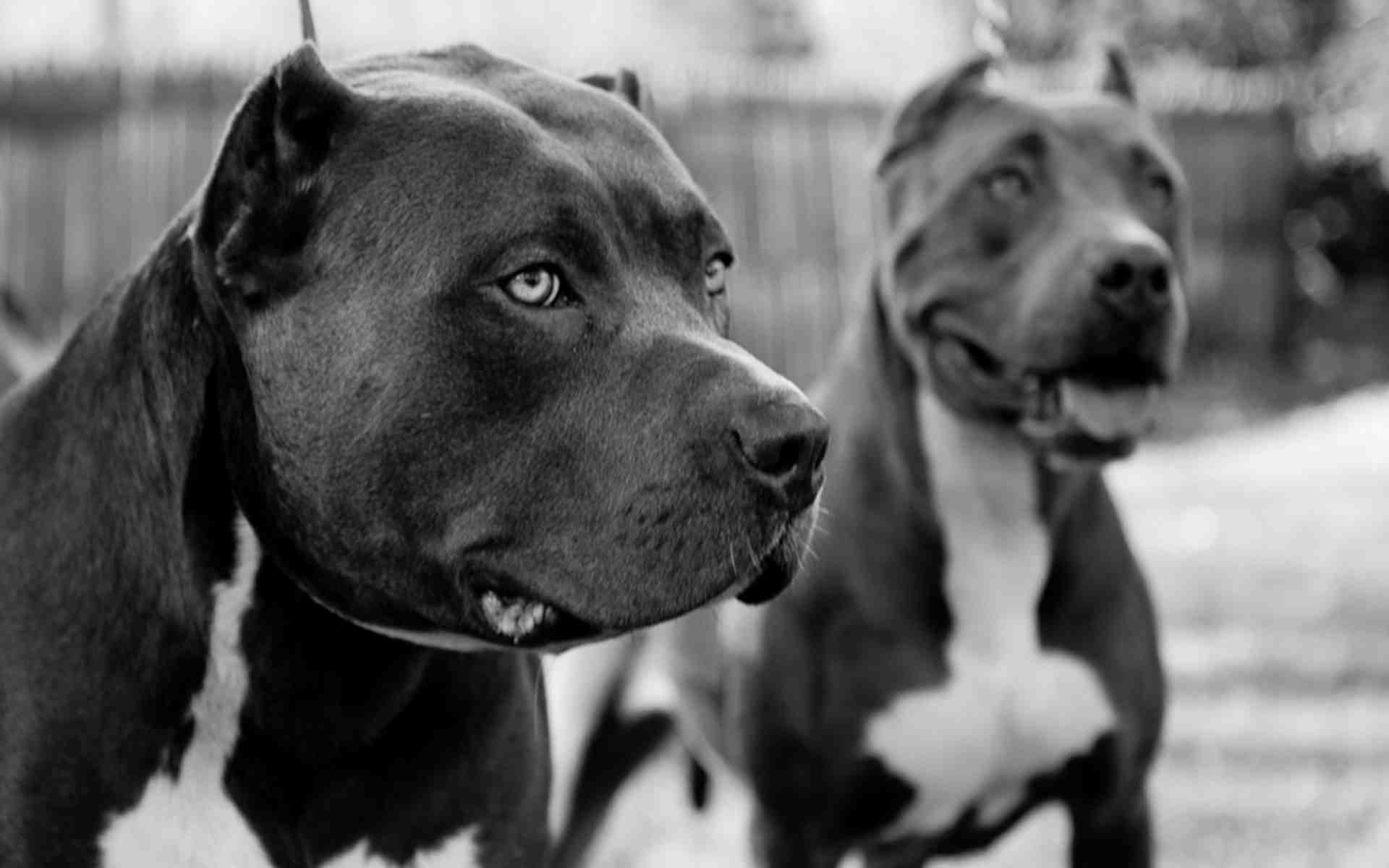 Blue Nose Pitbull Wallpaper (35+ images)