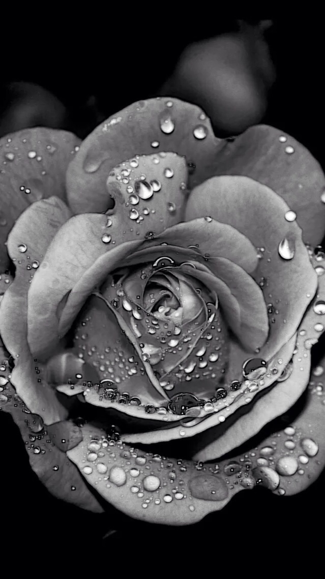 Black and White Rose Wallpaper (61+ images)