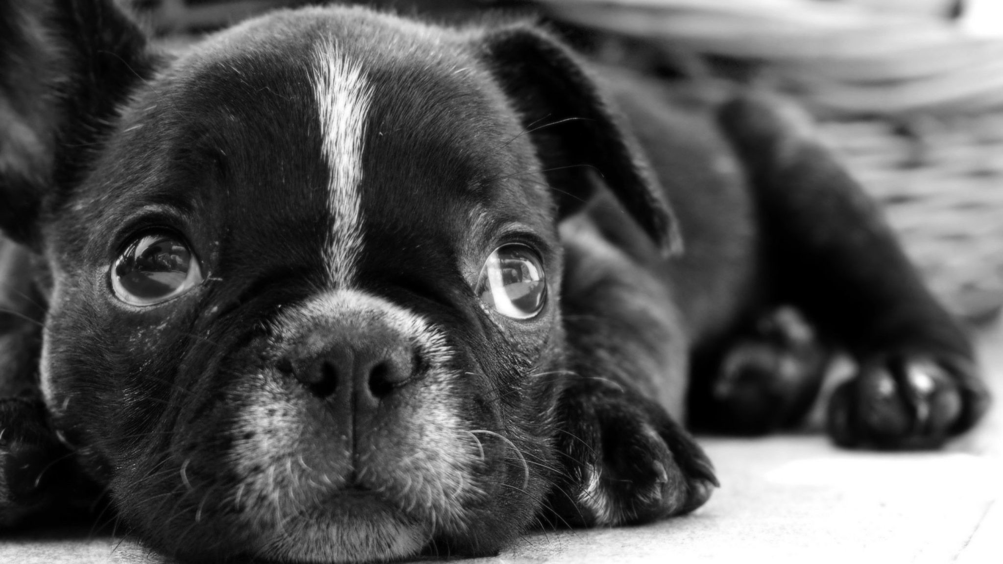 Black And White Dog Wallpaper (56+ images)