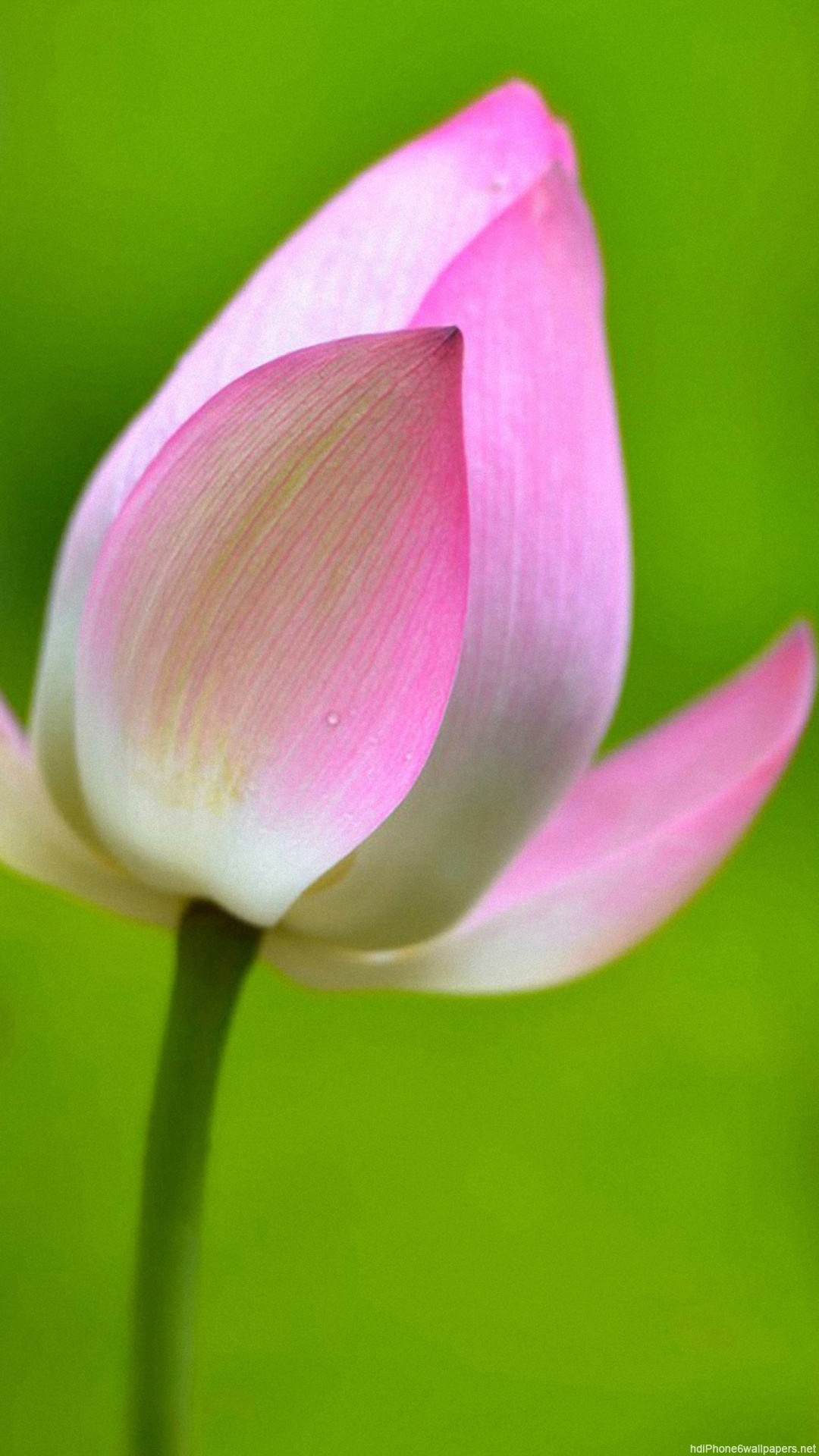 Lotus Flower Background Wallpaper (65+ images)