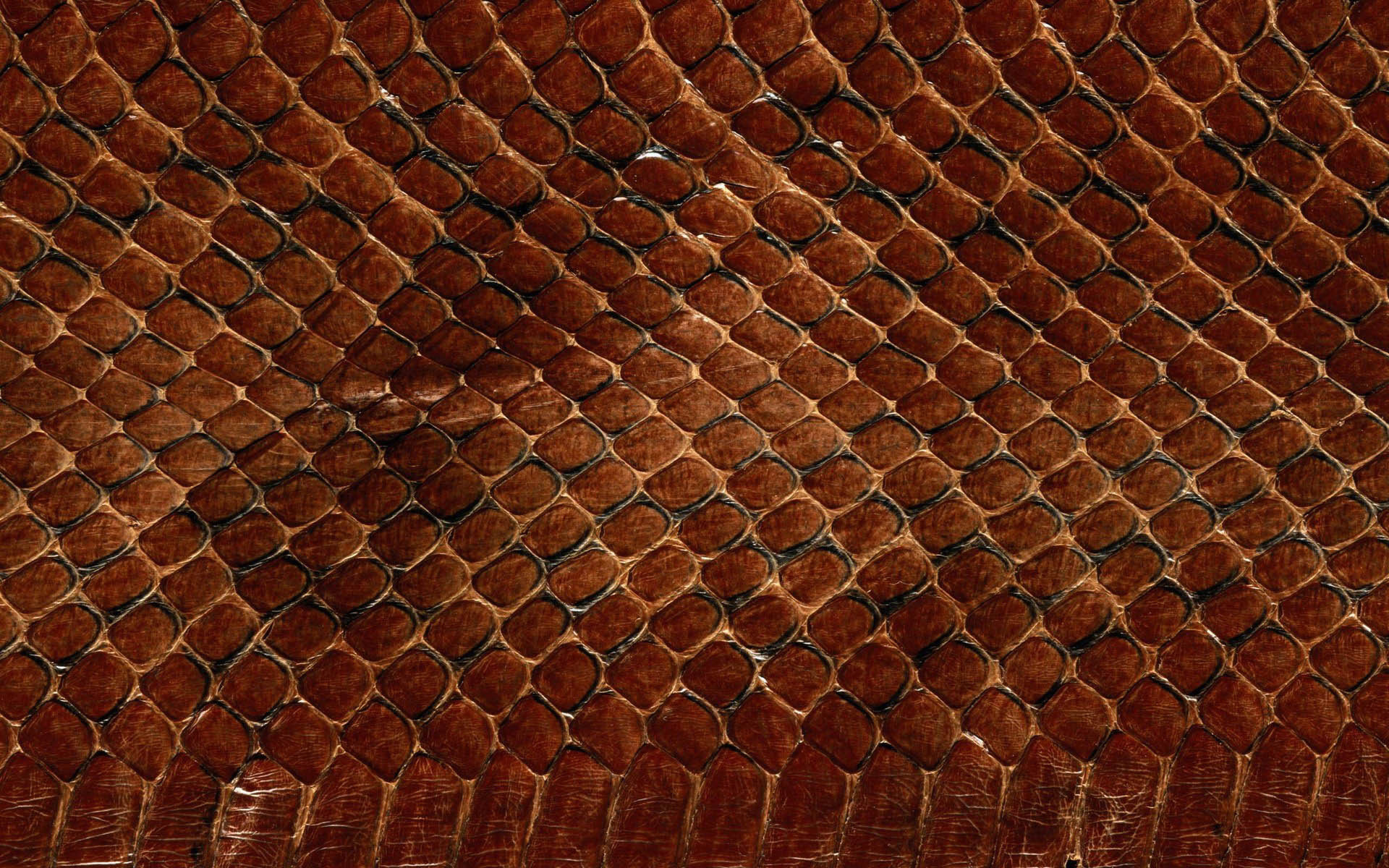 Black Snake Skin Wallpaper (55+ images)