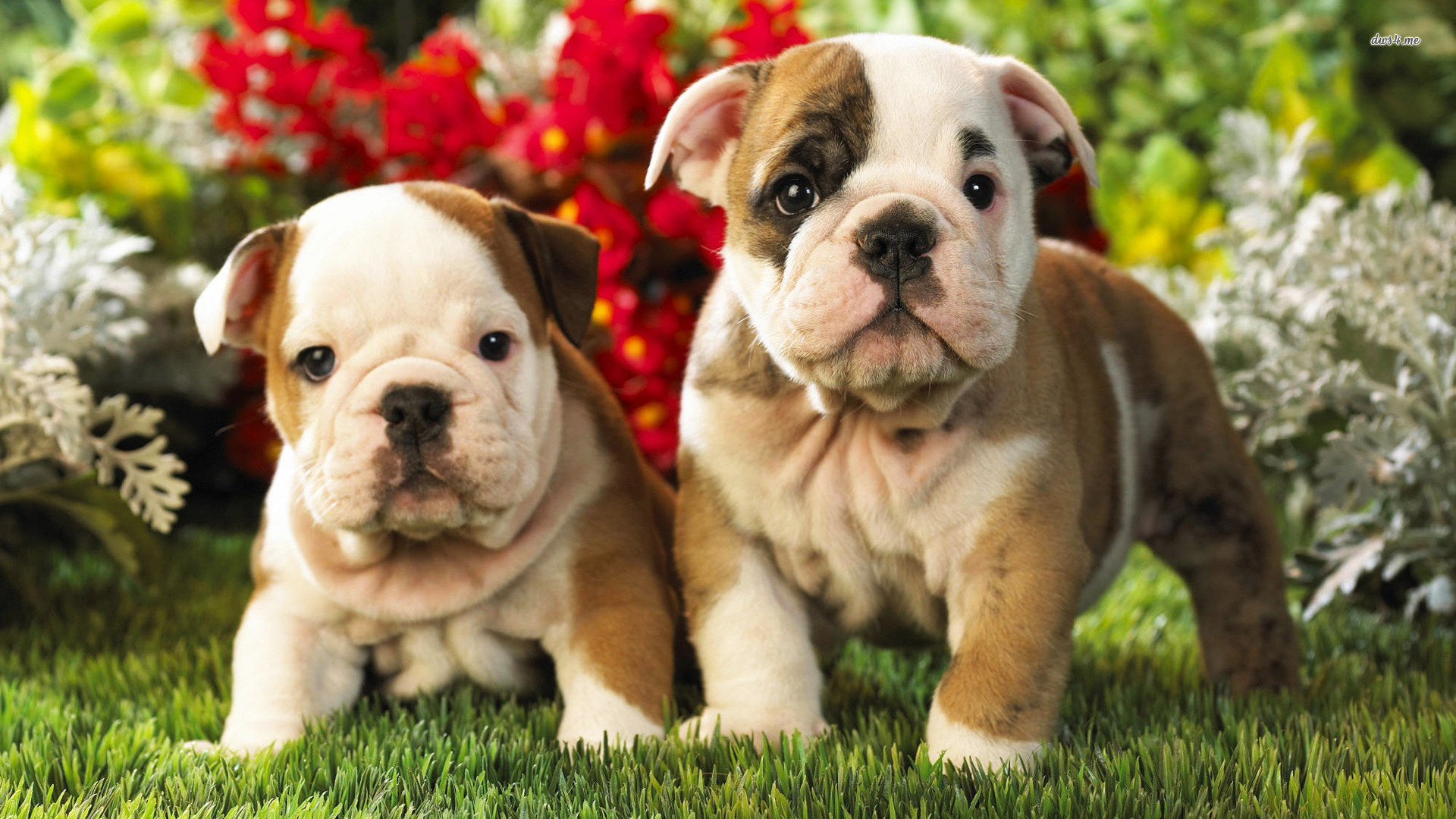 Puppy Wallpapers and Screensavers (42+ images)
