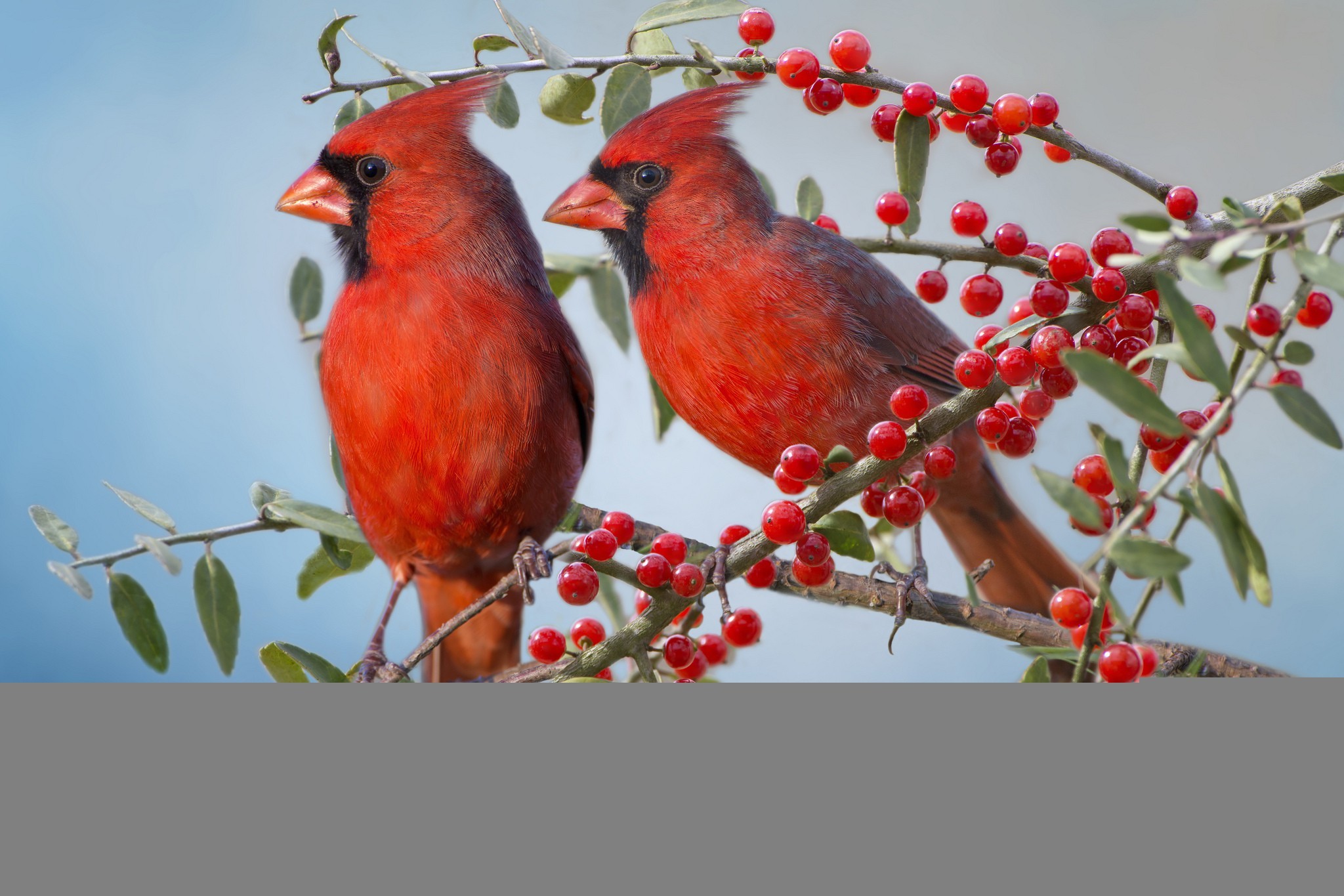 Cardinal Birds in Snow Wallpaper (47+ images)