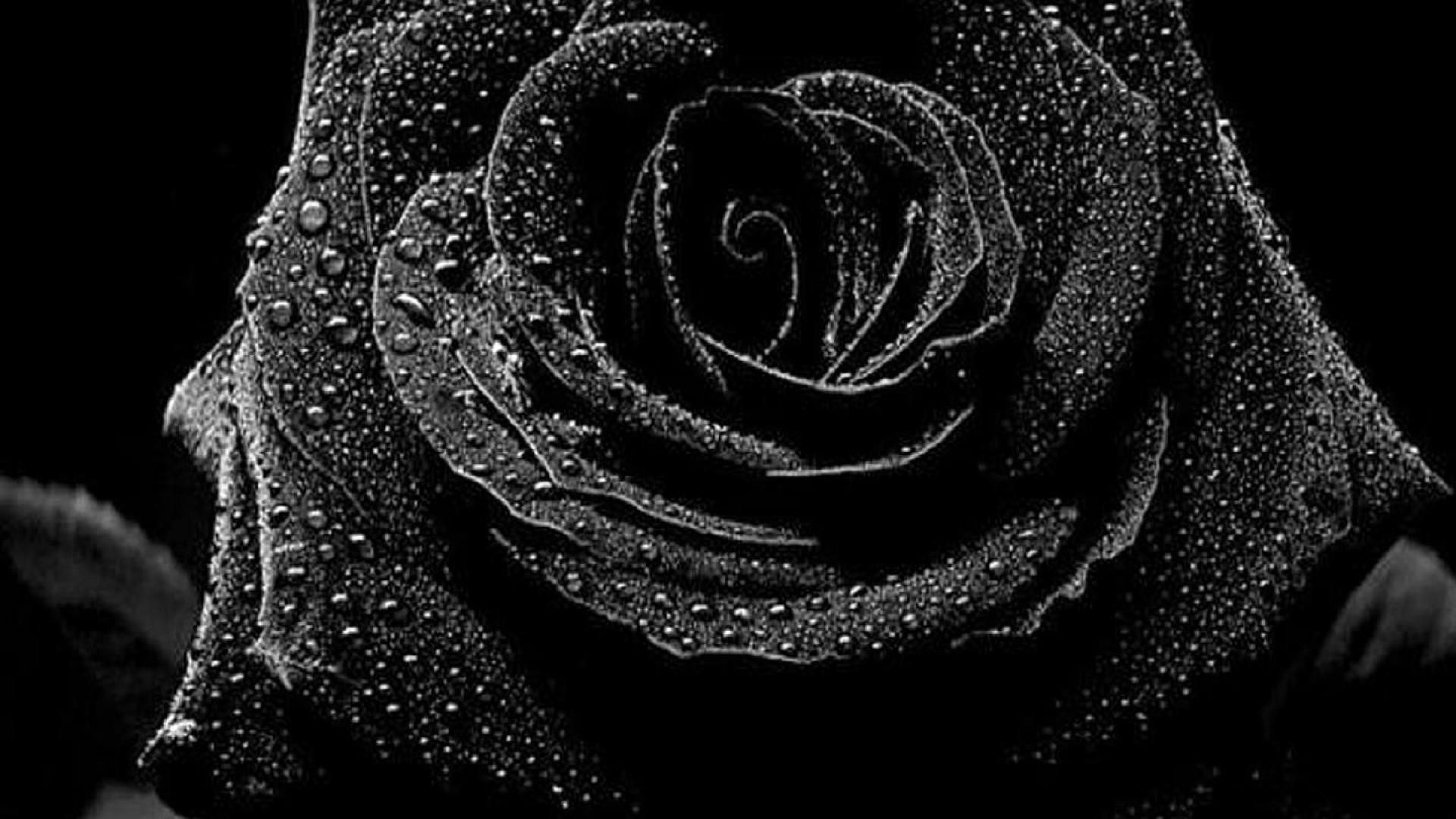 Black Roses Wallpaper (64+ images)