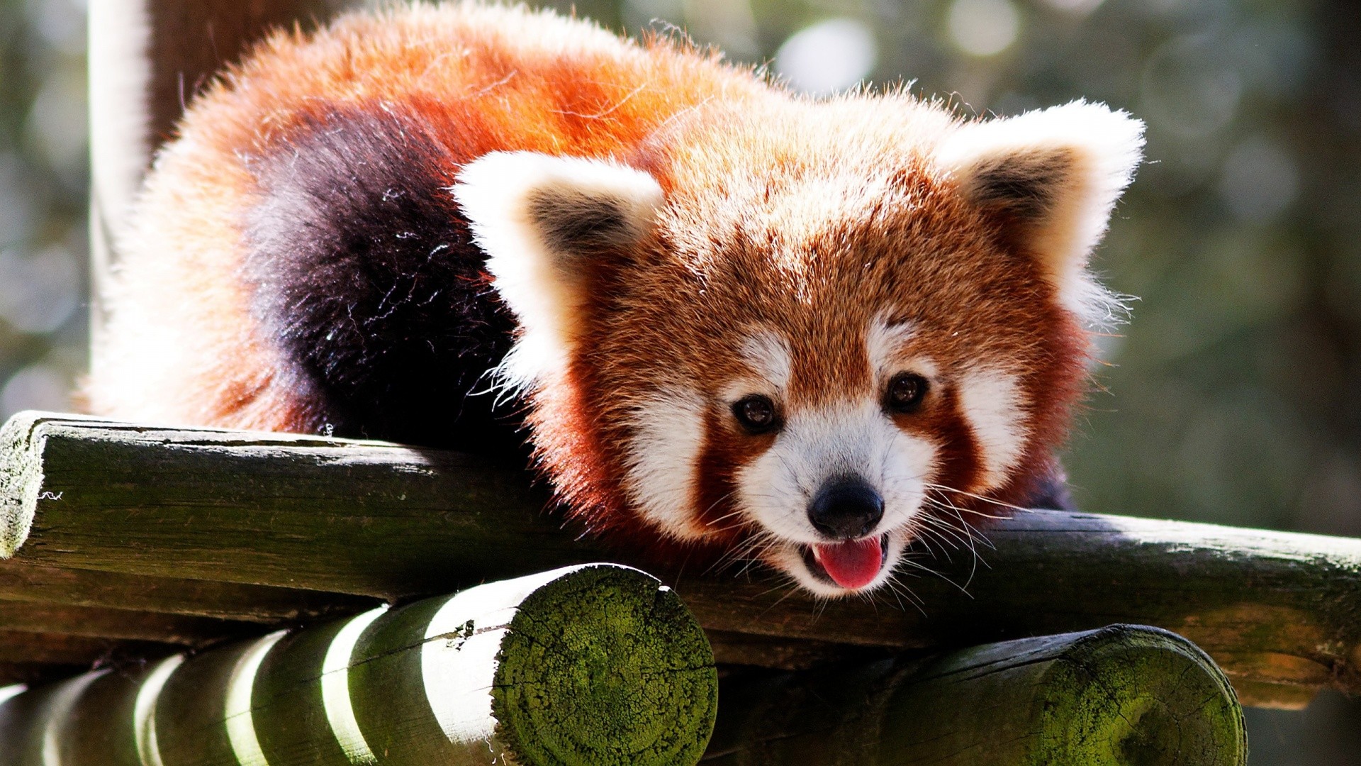 Red Panda Wallpaper HD (65+ images)