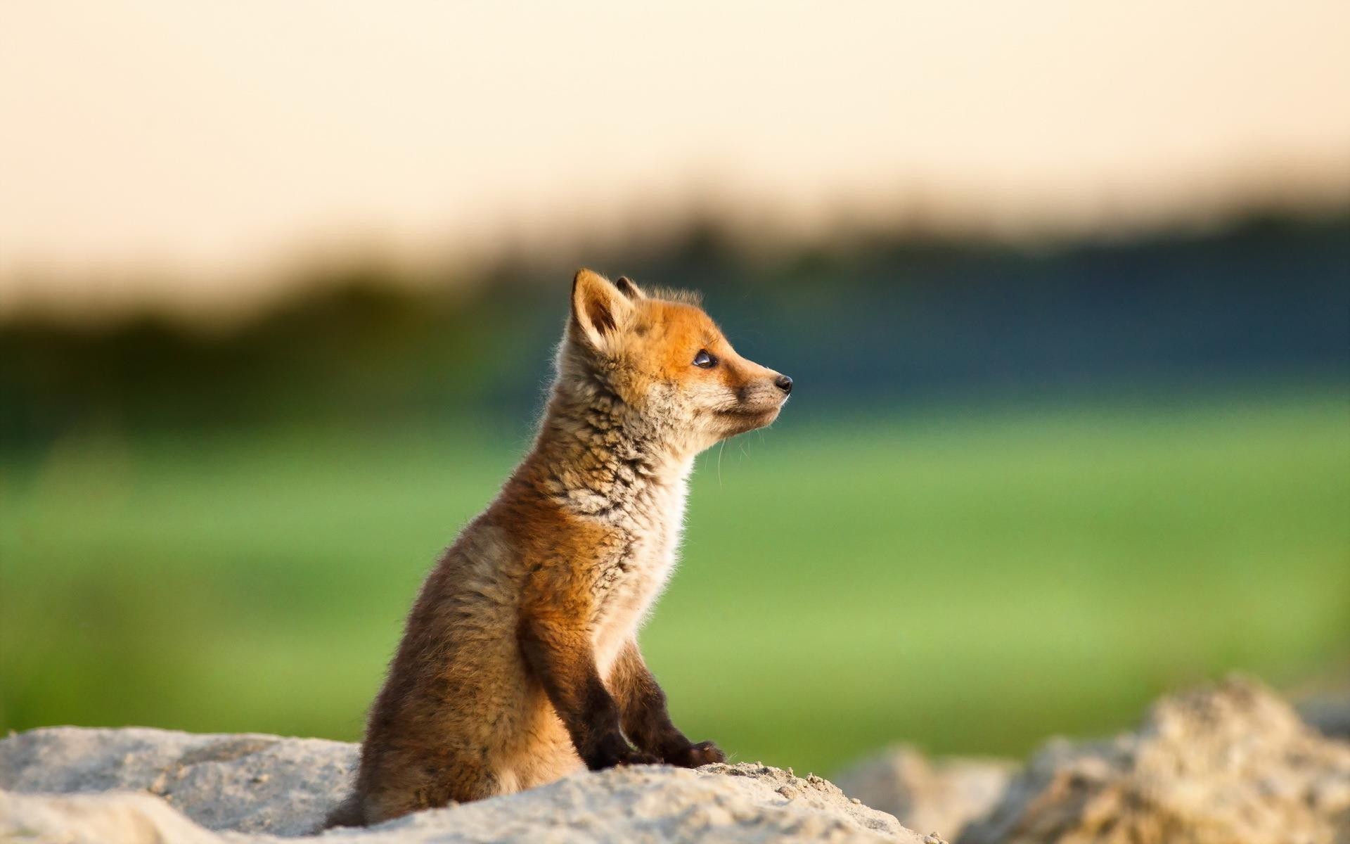 Cute Baby Fox Wallpaper (54+ images)