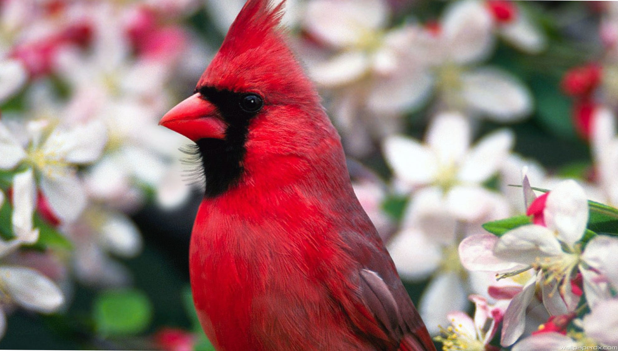 Red Bird Wallpaper (65+ images)