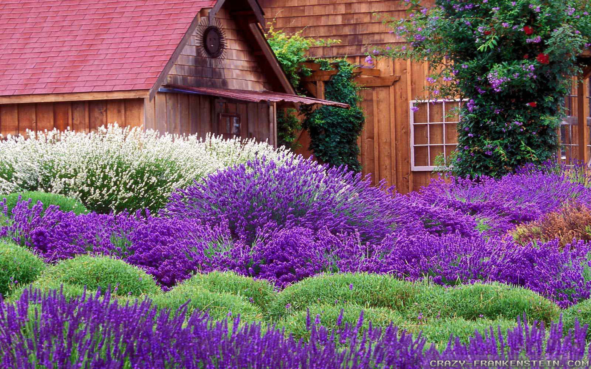 Lavender Wallpaper (64+ images)