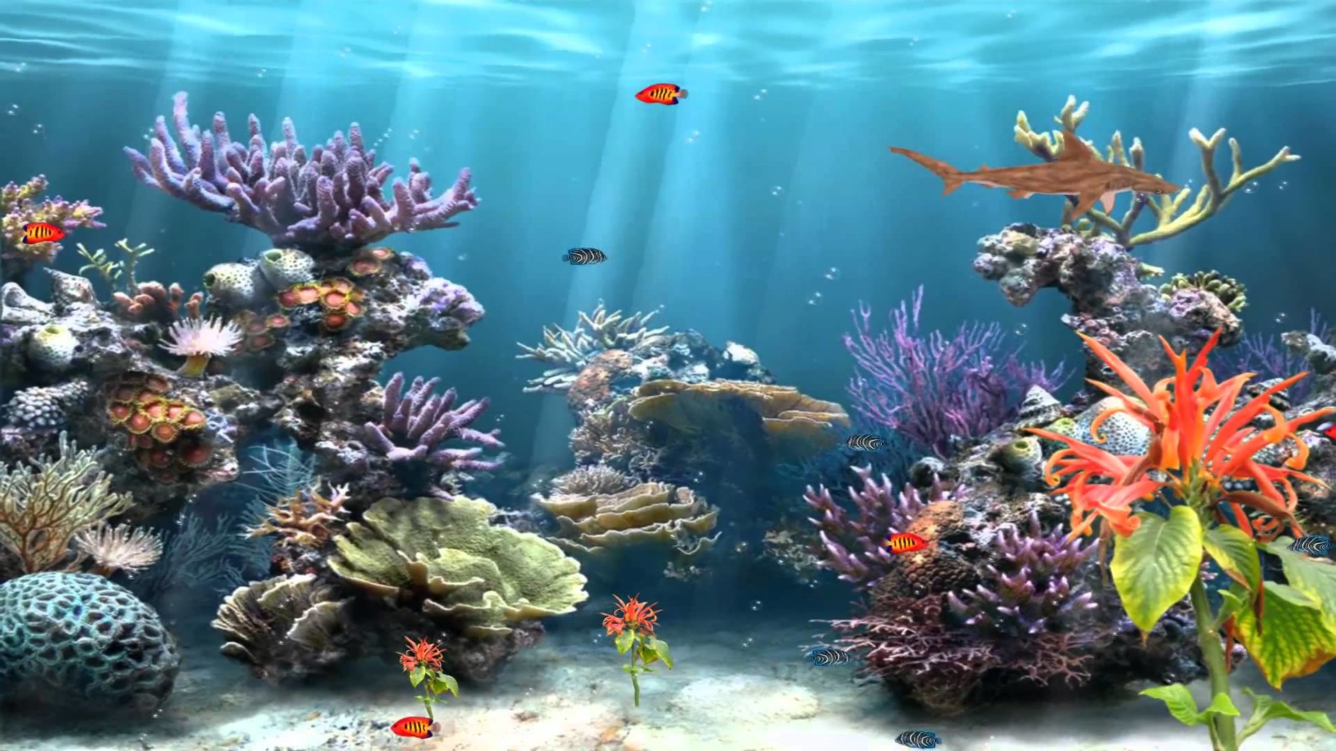 Fish Tank Wallpaper (68+ images)