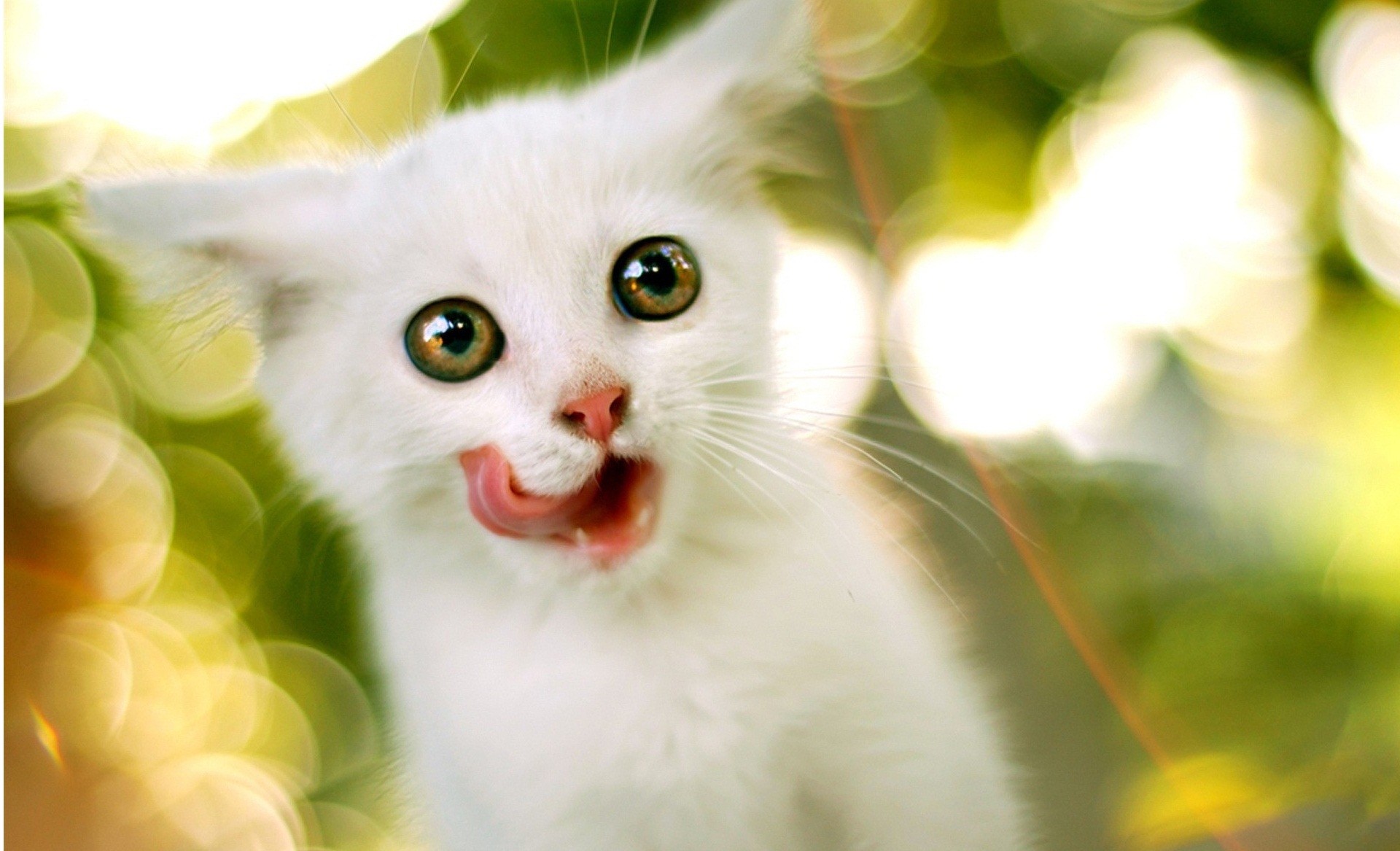 Cute Cat Wallpapers For Desktop (66+ images)