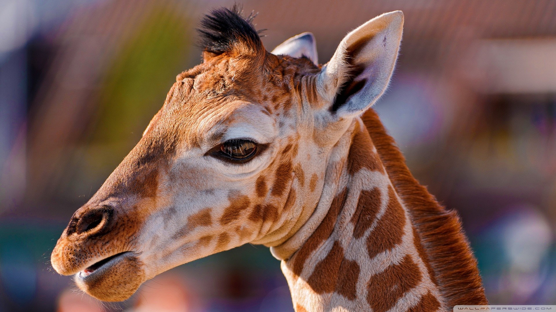 Cute Giraffe Wallpaper (62+ images)