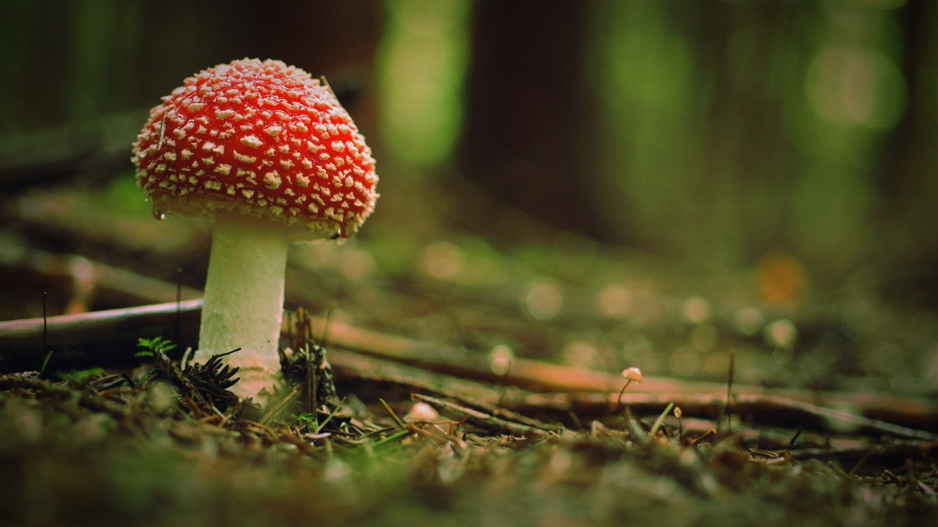 3D Mushroom Wallpaper (55+ images)