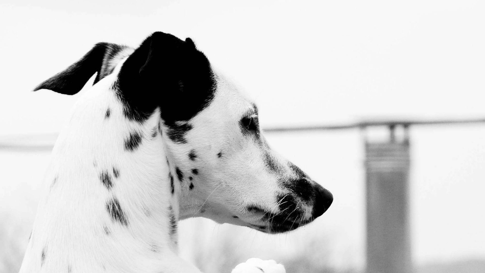 Black And White Dog Wallpaper (56+ images)