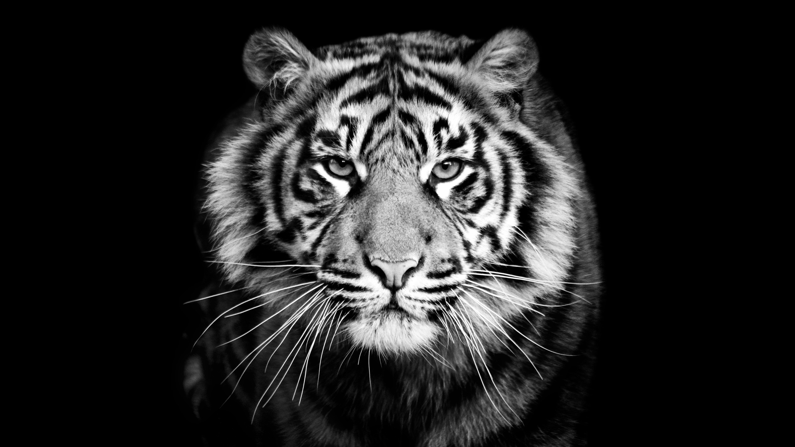 2560 X 1440 Wallpaper Black (94+ images)