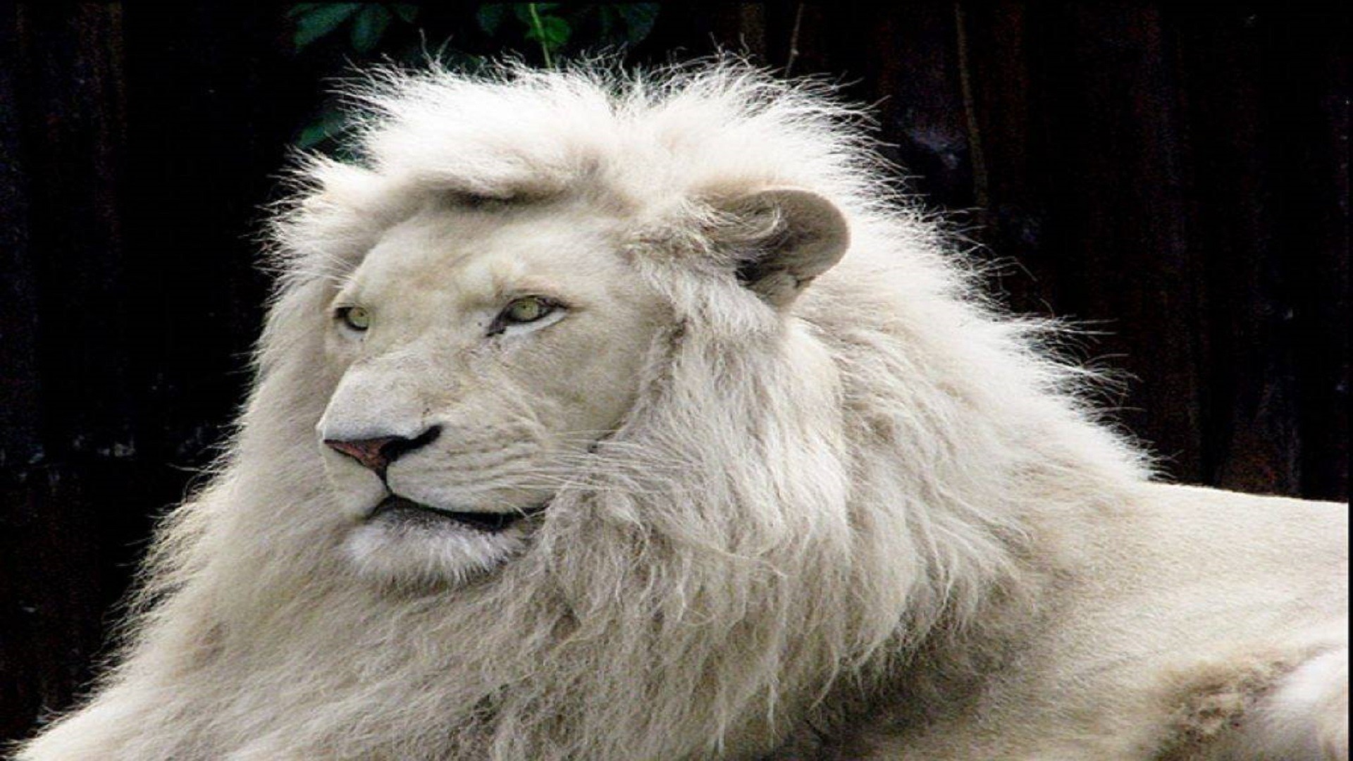African White Lion Wallpaper (63+ images)