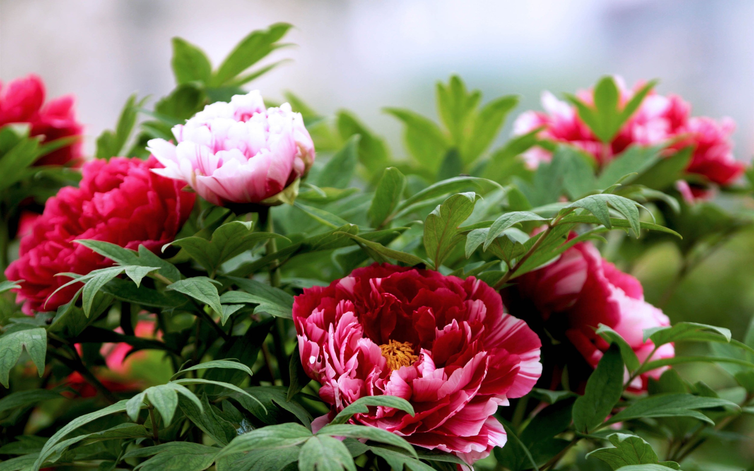 Desktop Wallpaper Peonies (57+ images)