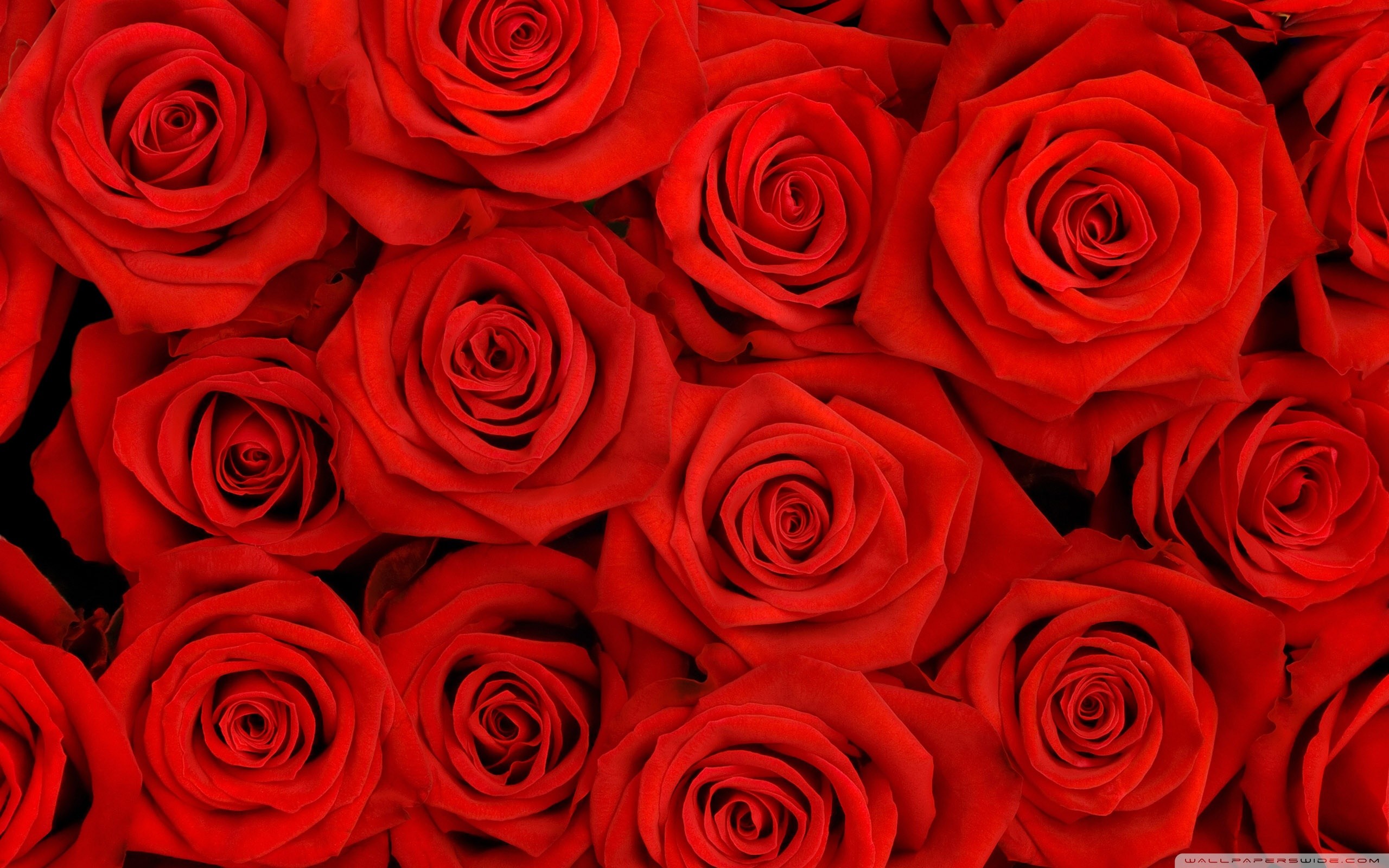 Roses Screensaver Wallpaper (45+ images)