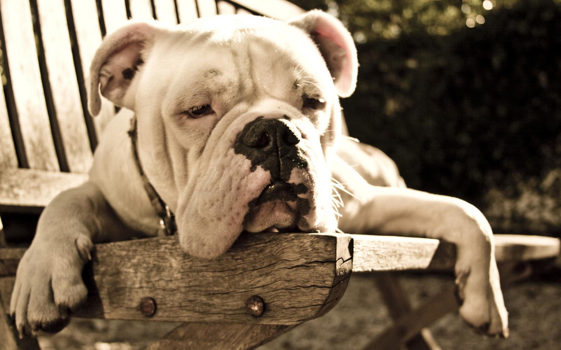 Bulldogs Wallpaper and Screensavers (52+ images)