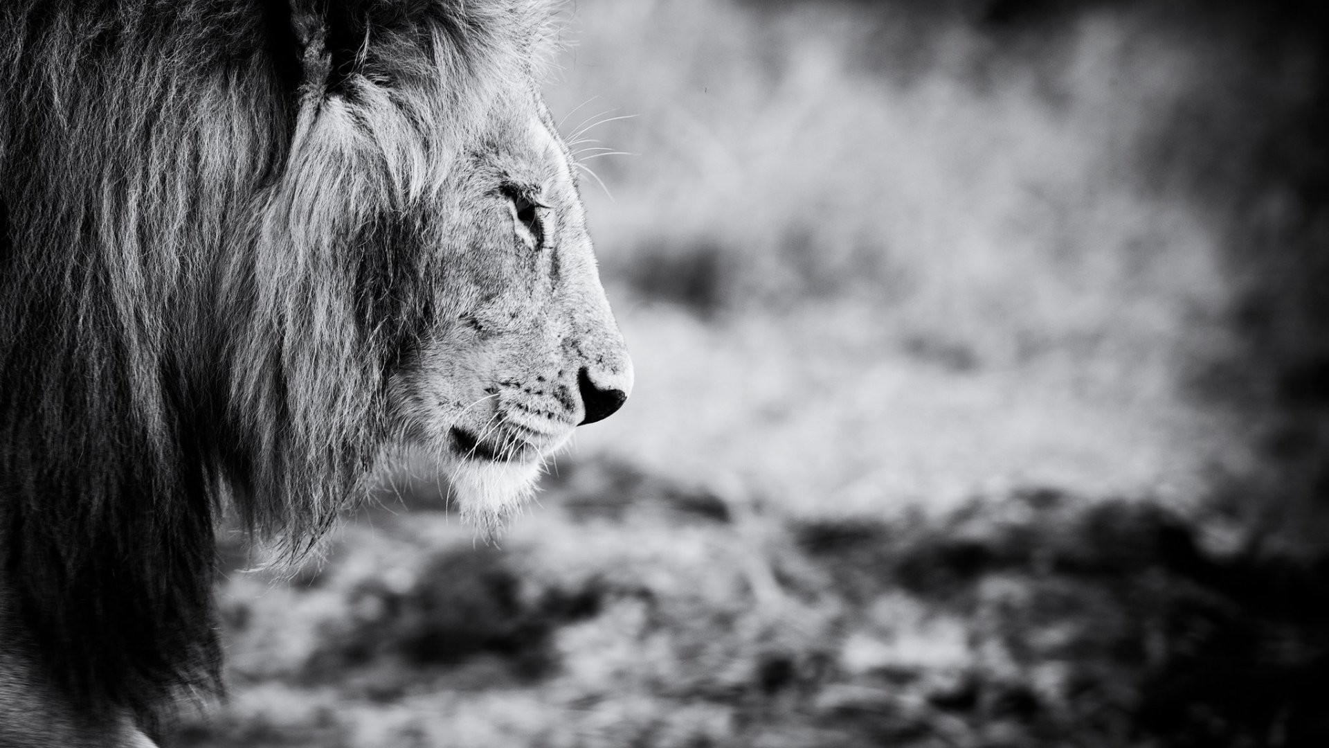 White HD Wallpapers 1080p (75+ images)