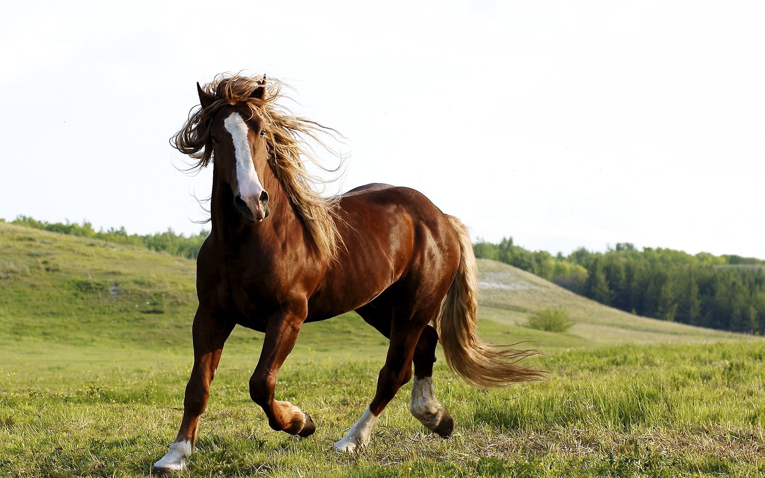 Horse Screensavers and Wallpaper (50+ images)