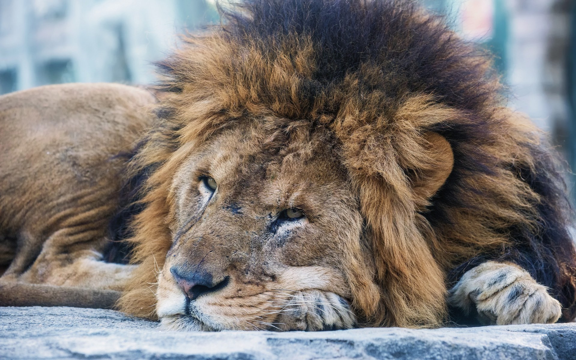 Lion Screensavers and Wallpaper (63+ images)