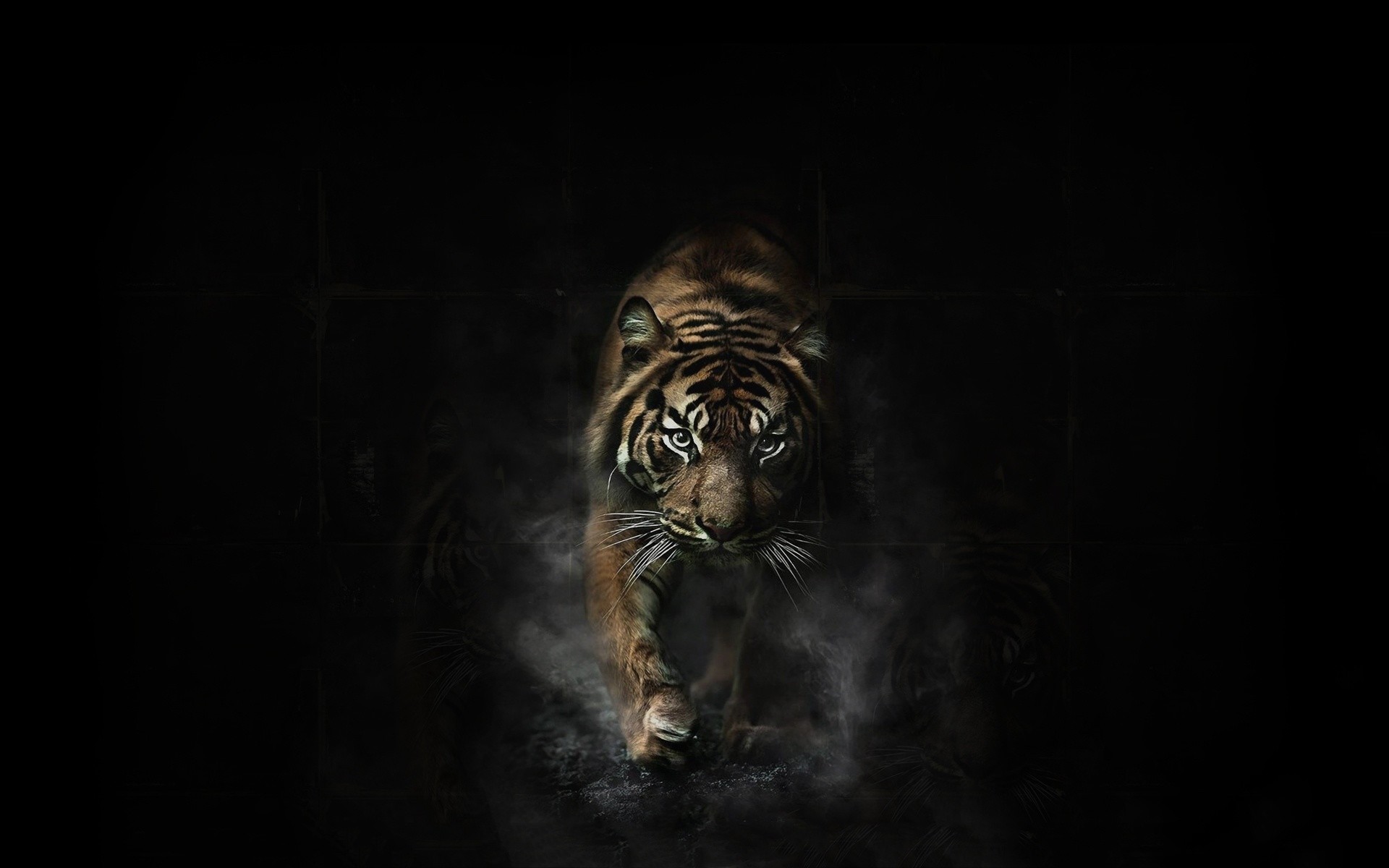 Black and White Tiger Wallpaper (60+ images)