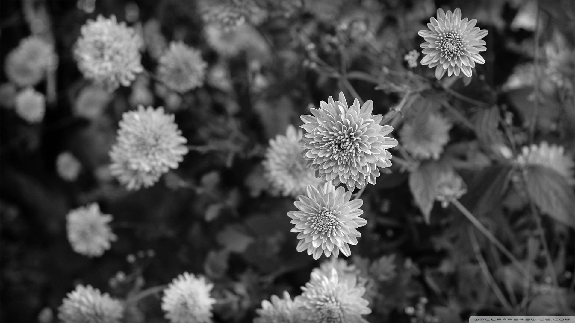 Black And White Flower Wallpaper (56+ images)