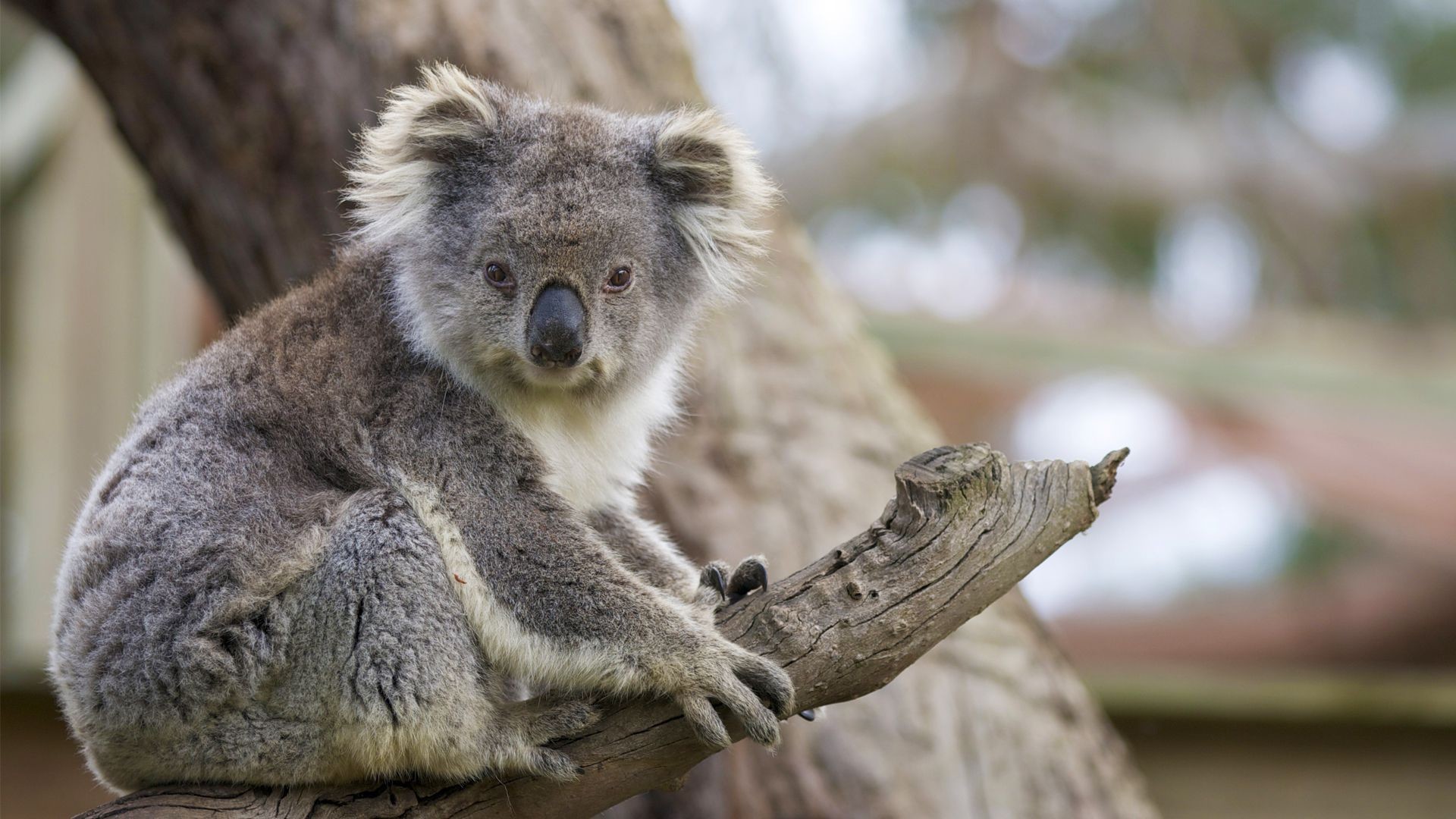 Baby Koala Wallpaper (57+ images)