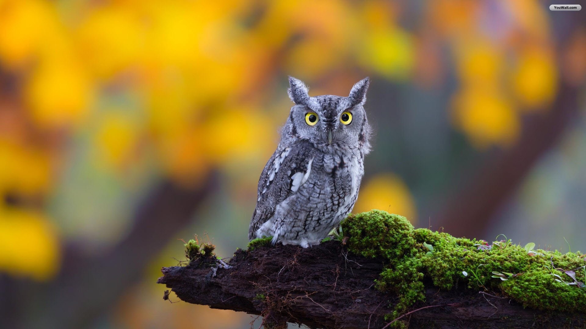 Owl Wallpaper Pictures (72+ images)