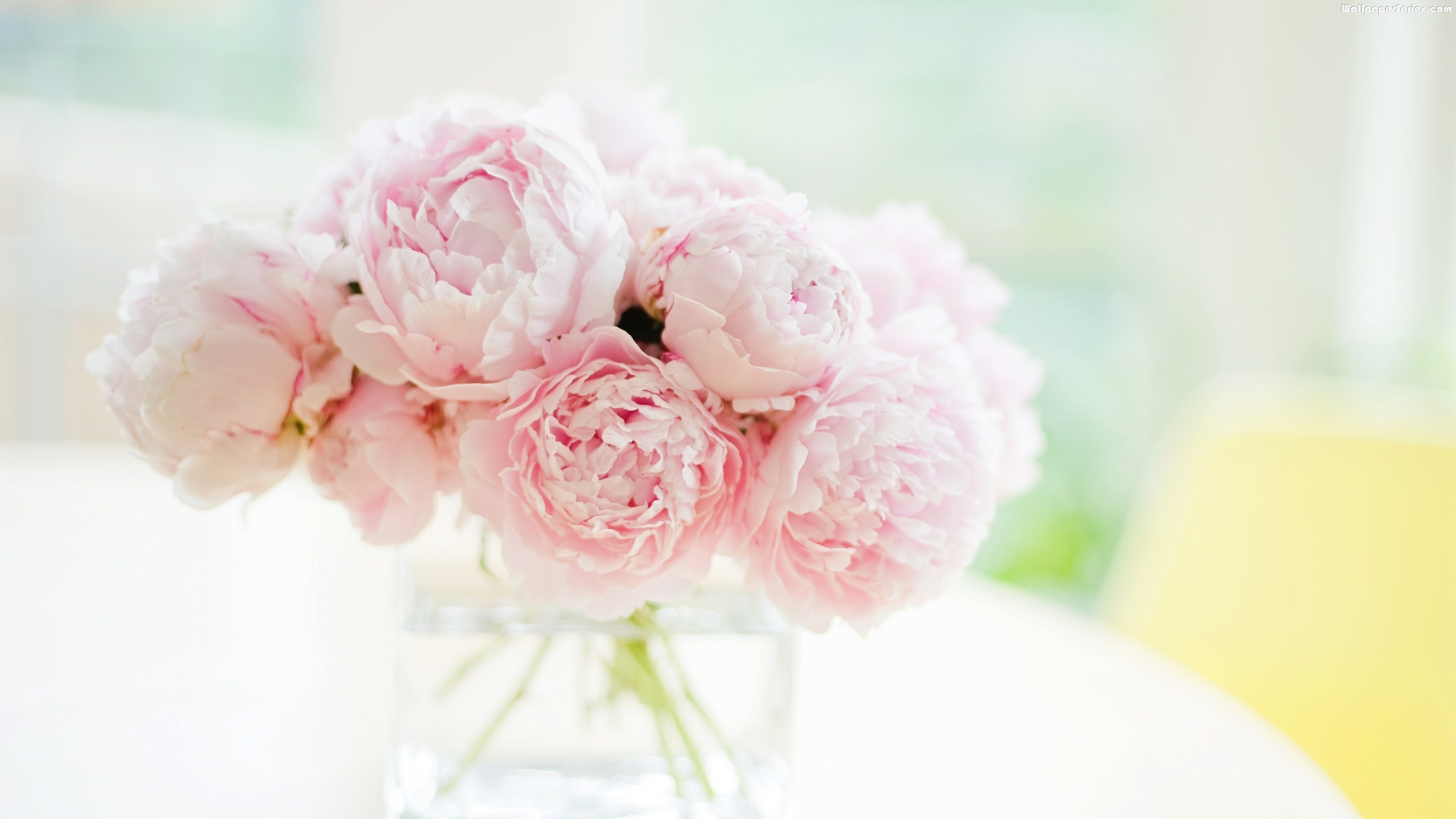 Pink Peonies Wallpaper (46+ images)