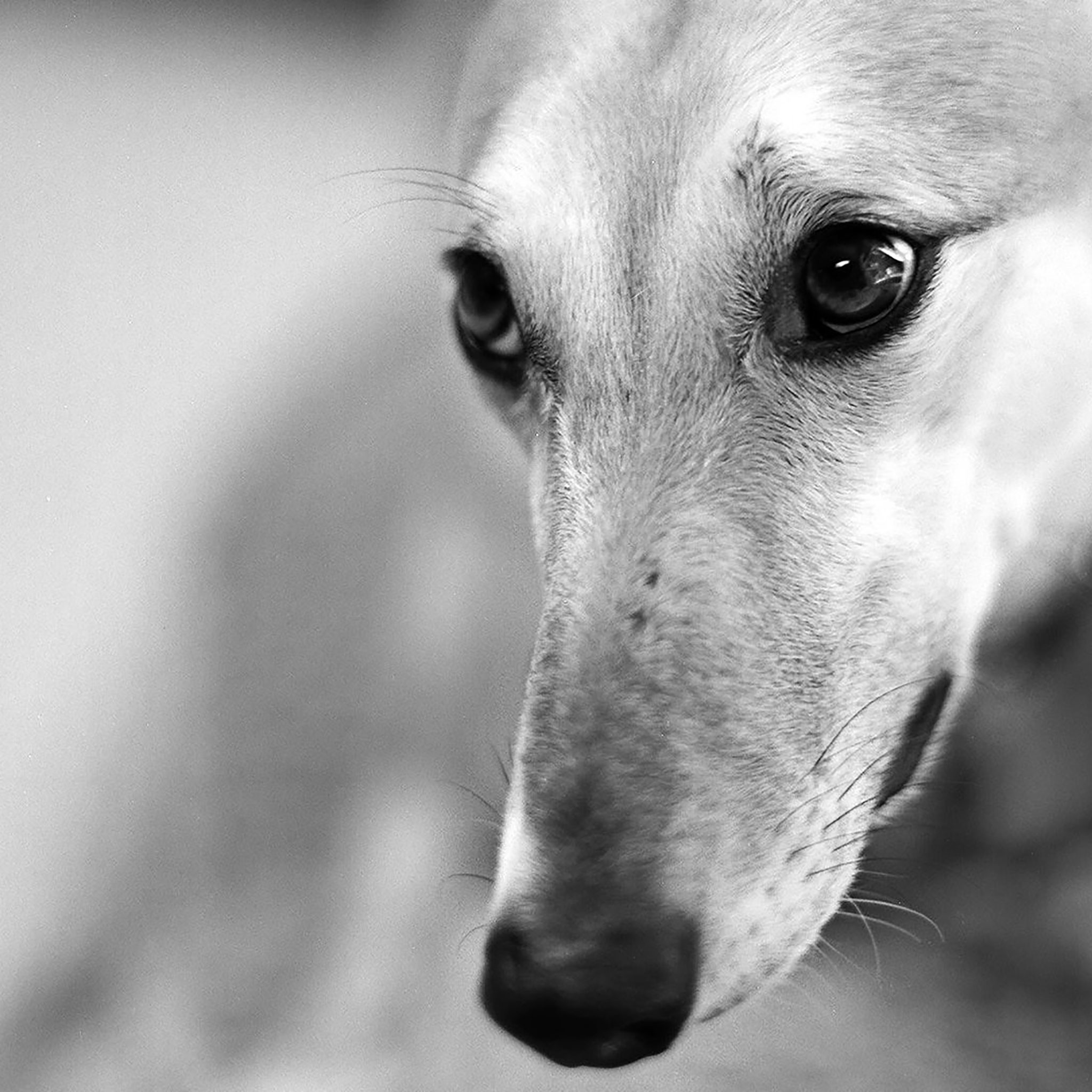 Wallpaper Dogs Black And White (55+ images)