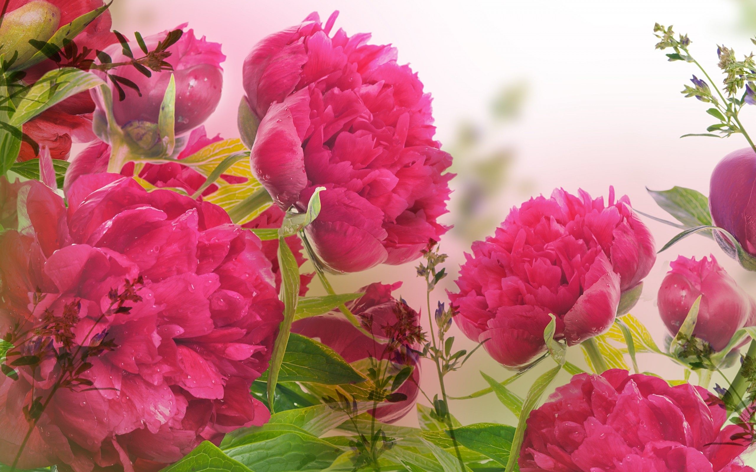 Desktop Wallpaper Peonies (57+ images)