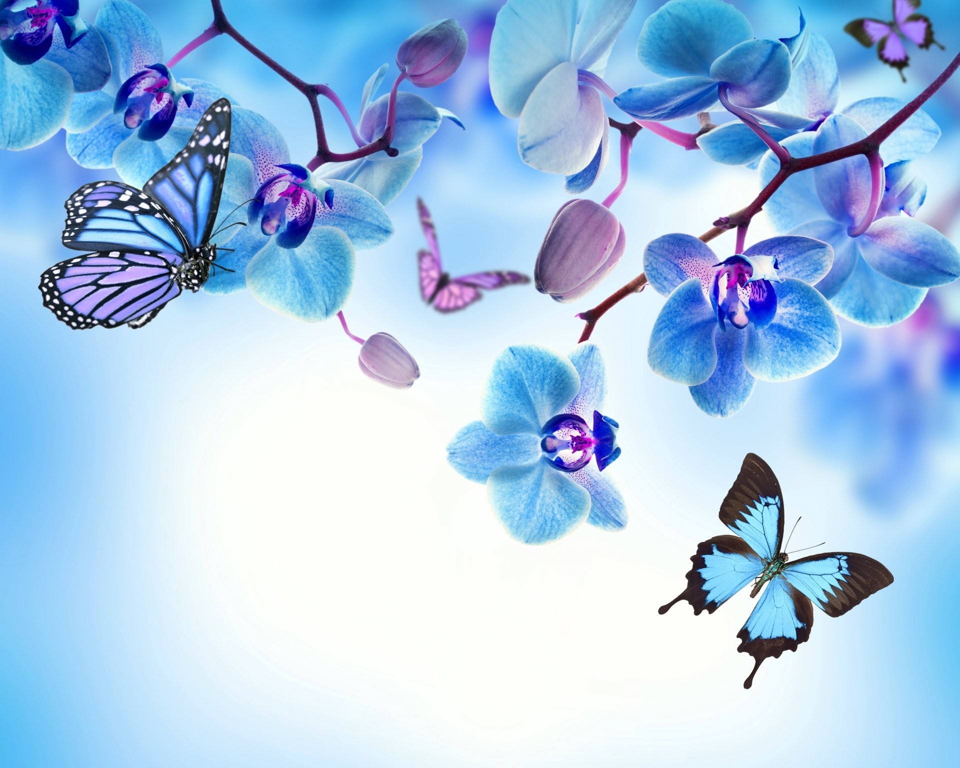 Blue Butterfly HD Wallpaper (70+ images)
